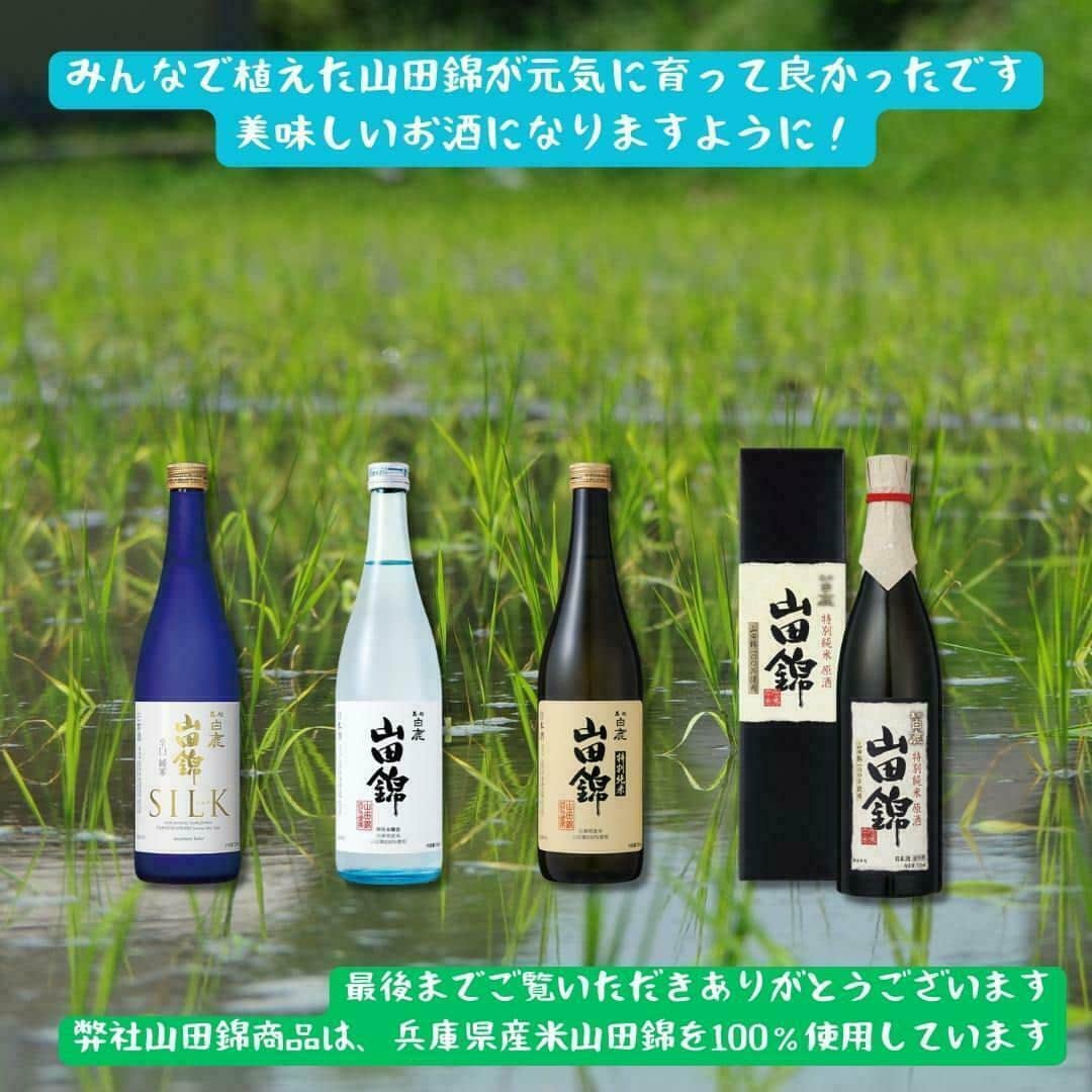 辰馬本家酒造株式会社(白鹿) さんのインスタグラム写真 - (辰馬本家酒造株式会社(白鹿) Instagram)「～📅山田錦成長記録～ 2023年10月21日　その②  兵庫県三木市の特産である、酒米の王様「山田錦」の稲刈り勉強会では、JA兵庫みらいのライスセンターの見学もさせていただきました📝  重量と水分量の計測を行い、その後は大きな貯蔵庫に保管され、乾燥させます。  貯蔵庫の中まで見せていただき、どの様にお米が保管されているか、とても分かりやすく良い勉強になりました😊  お世話になった白鹿会のみなさま、JA兵庫みらいのみなさま、本当にありがとうございました😌✨  みんなで植えた山田錦が美味しいお酒になり、お客様に楽しんでいただけますように🙏🌾🍶✨  最後までご覧いただきありがとうございます。 いいね、コメント、フォローしていただけるととても嬉しいです💕  #山田錦 #山田錦成長記録 #yamadanishiki #酒米 #酒米の王様 #白鹿会 #農業 #稲刈り #白鹿 #黒松白鹿 #辰馬本家酒造 #日本酒 #灘五郷 #hakushika #kuromatsuhakushika #sake #nihonshu #nadagogo #japan #日本酒好きな人と繋がりたい #ポン酒タグラム」10月27日 18時02分 - hakushika_official