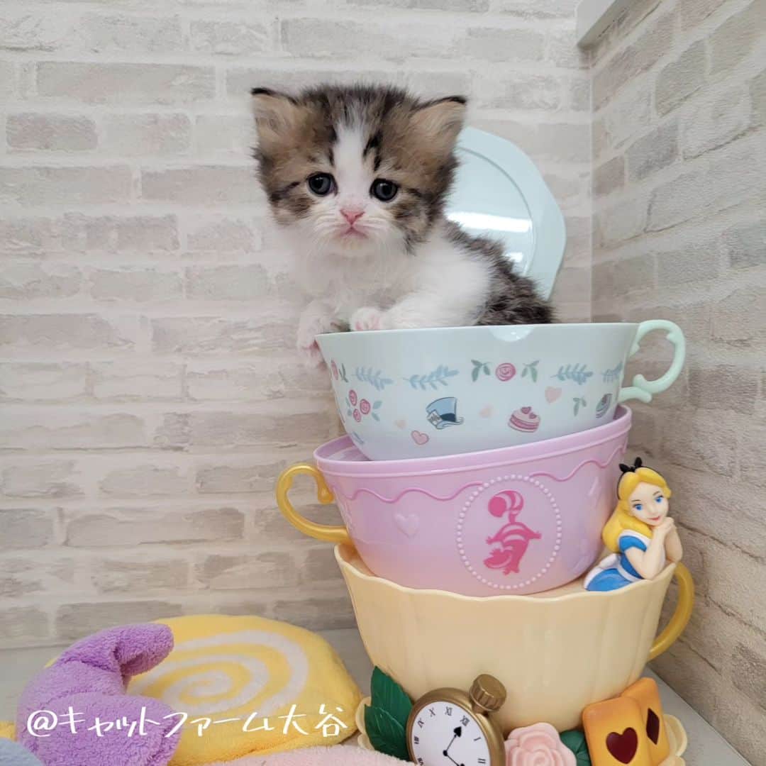 マンチカン(munchkin)キャットファーム大谷のインスタグラム：「Aさまご契約にゃんこちゃん♥️ ❁*·⑅❁*·⑅❁*·⑅❁*·⑅❁*·⑅❁*·  お店は、月・木曜日が定休日です。 現在、完全予約制になっておりますので ご来店される際はお店へお電話かメールにてご連絡くださいませ🙇‍♀️  お待ちしております🎵  ❁*·⑅❁*·⑅❁*·⑅❁*·⑅❁*·⑅❁*·  #キャットファーム大谷#まんちかん#マンチカン#ネコ#こねこ#にゃんこ#猫ちゃん#ねこ部#ニャンスタグラム#猫#ねこ#子猫#モフモフ#モフモフねこ#ミヌエット#短足#ねこすたぐらむ#愛猫#かわいい#ふわもこ部#猫のいる暮らし#マンチカンブリーダー#ミヌエットブリーダー」