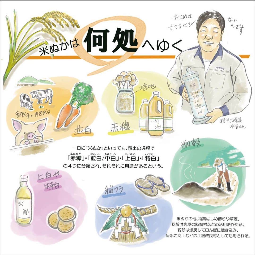 白鶴酒造株式会社さんのインスタグラム写真 - (白鶴酒造株式会社Instagram)「♻️ 【ひょうご ＳＤＧｓ ＷＥＥＫ】 10月23日～29日は、“ひょうごSDGs WEEK”です。 期間中、SDGsにまつわるあれこれをご紹介してきました。  日本酒づくりの副産物のお話！ 副産物には、精米した時に出る「米ぬか」、 もろみをしぼったときに出る「酒粕」、 ろ過の際に酒の香味の調整で使うことがある「活性炭」があり、 当社では全てが廃棄されずに有効活用されています。  今日は「米ぬか」の行方について。 米の外側にあるたんぱく質や脂肪などは、 お酒の雑味や着色の原因となるので、 目指す酒質にあわせて精米します。 （大吟醸用のお米は外側を６割以上磨くので 約２日もかかります。）  「米ぬか」は、外側から 「赤ぬか」「並白/中白」「上白」「特白」と 4つに分類され、 「赤ぬか」は米油の原料や、キノコ栽培の培地に、 「並白/中白」は飼料や肥料に、 「上白/特白」はお酢の原料やお菓子の原料に 使われています。 みなさんにお馴染みのアノお菓子にも(*´∀`)♪  農家さんが大切に育ててくれたお米は、 あますところなく有効に使われています。  ひょうごＳＤＧｓＷＥＥＫは今日までですが、 企業も私たち１人1人も、 サステナブルを意識した活動を 継続していく必要があると改めて感じた１週間でした🌎  ▼米を「磨く」精米技術 https://demokurashi.net/nihonsyu/2020/06/12/post-3385-2/  ▼米ぬかは何処へゆく https://demokurashi.net/nihonsyu/2020/10/31/komenuka/  ▼白鶴のCSR活動 https://www.hakutsuru.co.jp/corporate/csr/society.html  #日本酒 #白鶴 #hakutsuru #sake #japanesesake #ひょうごsdgsweek」10月29日 11時10分 - hakutsuru_official