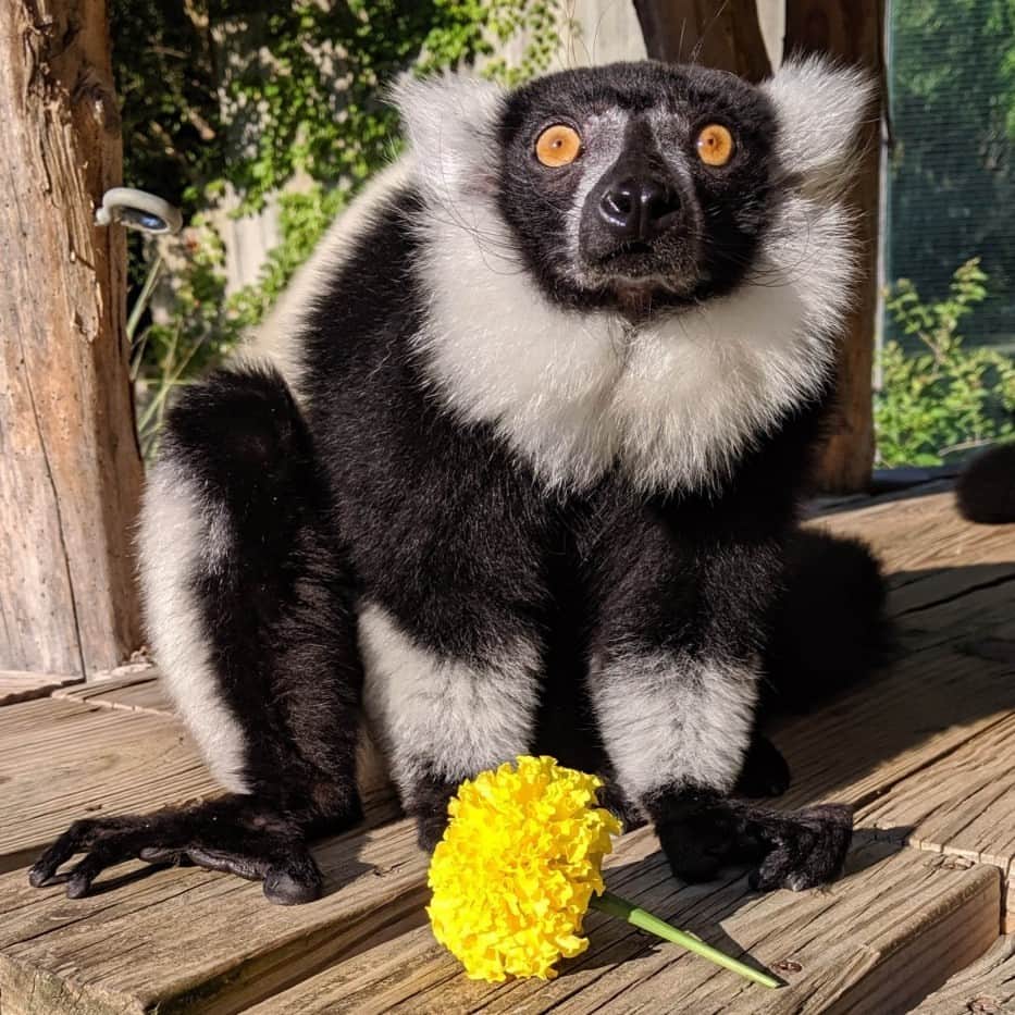 スミソニアン国立動物園のインスタグラム：「Stink fights, tooth combs and toilet claws—these are just some of the many attributes that make lemurs so loveable! Celebrate #WorldLemurDay with 5 fun and fascinating facts about these prosimians from primate keeper Lynne McMahan. ✏️ STORY: https://s.si.edu/3pNZMj4. (Link in bio.) . . . Photo: Black-and-white ruffed lemur Wiley and a yellow flower.」