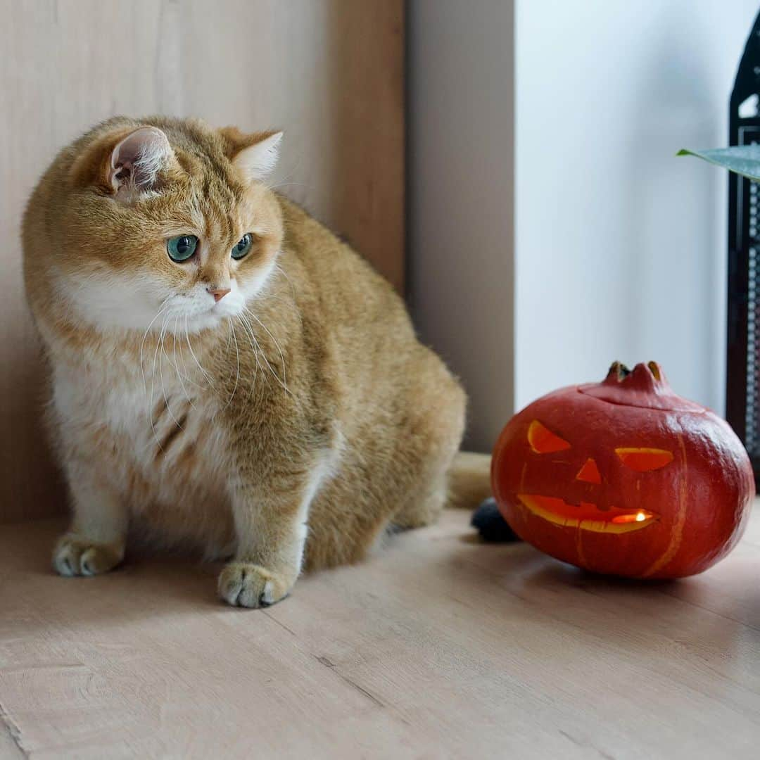 Hosicoのインスタグラム：「Happy Friday! 🎃」