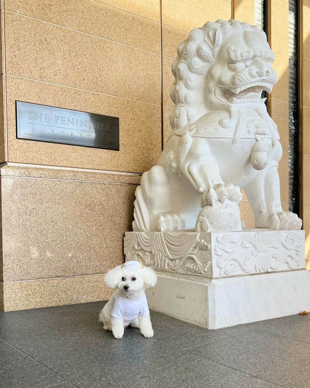 The Peninsula Tokyo/ザ・ペニンシュラ東京のインスタグラム：「正面エントランスで可愛らしくポーズを決めてくれた @rin0428 🐶。またのご来館をお待ちしております♪  A furry friend, proudly standing next to our iconic lion statue. Thank you @rin0428 for sharing this adorable photo with us!」