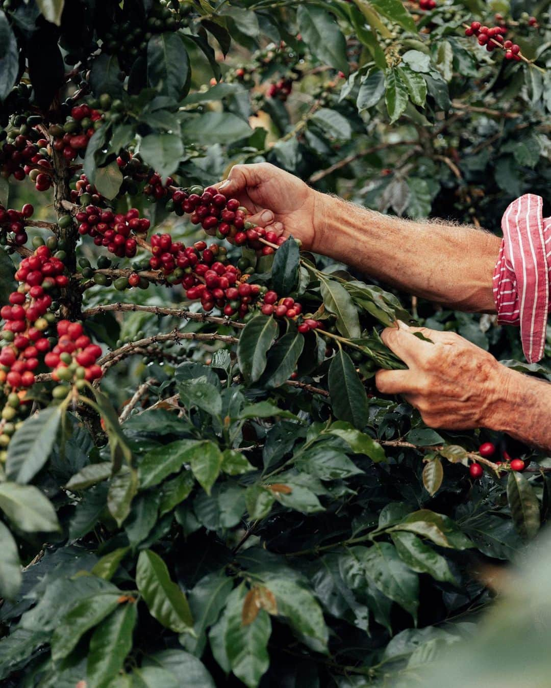 Nespressoさんのインスタグラム写真 - (NespressoInstagram)「This is more than just coffee, it’s a labour of love.   Behind every bean, there’s a story of human dedication that is a testament to the beauty, craftsmanship, and rich traditions of Colombia. 🇨🇴☕️   We invite you to discover the coffee cultivation process in Colombia and see first-hand the deep human care that goes into every cup of Nespresso.   Discover more on link in bio ☕  #NespressoOrigins #NespressoMadeWithCare #20AAA」10月27日 18時33分 - nespresso