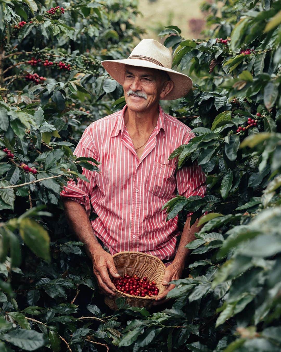 Nespressoのインスタグラム：「This is more than just coffee, it’s a labour of love.   Behind every bean, there’s a story of human dedication that is a testament to the beauty, craftsmanship, and rich traditions of Colombia. 🇨🇴☕️   We invite you to discover the coffee cultivation process in Colombia and see first-hand the deep human care that goes into every cup of Nespresso.   Discover more on link in bio ☕  #NespressoOrigins #NespressoMadeWithCare #20AAA」