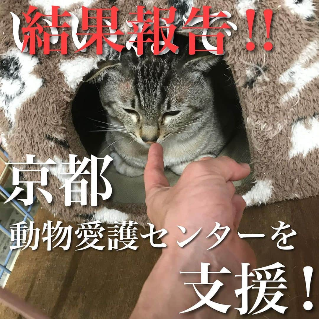 猫カフェきぶん屋さんのインスタグラム写真 - (猫カフェきぶん屋Instagram)「京都市ふるさと納税結果 多頭飼育崩壊でバタバタですっかり忘れてました😅  いいね　11013件 保存 2066件 フォロー増　75人  14000円分のふるさと納税を京都市にしました。 こちらはふるさとチョイスなどではできず、市の独自のサイトから返礼品なしでしか納税できませんが、応援したい方はGoogleで「京都　動物愛護　ふるさと納税」で検索して出てくるサイトを使ってください。  京都に旅行することがあったら一度寄ってもらいたいセンター。 京都の中心地からもそれなりに近くアクセスが良いです。 コロナ前に行った時は土日はとにかくボランティアさんや里親希望の方が多く、活気のある場所でした。  僕自身、動物愛護センターは殺処分するところだと思っていましたがこのセンターを訪問したことを機にガラッと考え方が変わりました。 殺処分がゼロではないけれど、行政とボランティアとが協力してなんとか減らそうとしている姿勢が訪れるとわかります。  できることが増えていくためにも予算は必須です。 犬猫の問題を解決したい方はぜひぜひ各地の自治体で使い道が動物愛護の枠があるところに納税してください😊  #ふるさと納税 #動物愛護 #京都 #京都動物愛護センター」10月27日 18時47分 - nekocafekibunya