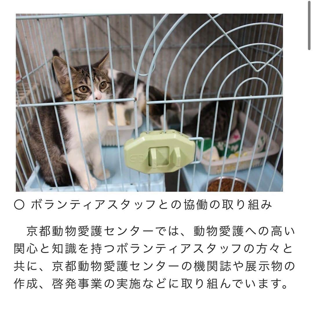 猫カフェきぶん屋さんのインスタグラム写真 - (猫カフェきぶん屋Instagram)「京都市ふるさと納税結果 多頭飼育崩壊でバタバタですっかり忘れてました😅  いいね　11013件 保存 2066件 フォロー増　75人  14000円分のふるさと納税を京都市にしました。 こちらはふるさとチョイスなどではできず、市の独自のサイトから返礼品なしでしか納税できませんが、応援したい方はGoogleで「京都　動物愛護　ふるさと納税」で検索して出てくるサイトを使ってください。  京都に旅行することがあったら一度寄ってもらいたいセンター。 京都の中心地からもそれなりに近くアクセスが良いです。 コロナ前に行った時は土日はとにかくボランティアさんや里親希望の方が多く、活気のある場所でした。  僕自身、動物愛護センターは殺処分するところだと思っていましたがこのセンターを訪問したことを機にガラッと考え方が変わりました。 殺処分がゼロではないけれど、行政とボランティアとが協力してなんとか減らそうとしている姿勢が訪れるとわかります。  できることが増えていくためにも予算は必須です。 犬猫の問題を解決したい方はぜひぜひ各地の自治体で使い道が動物愛護の枠があるところに納税してください😊  #ふるさと納税 #動物愛護 #京都 #京都動物愛護センター」10月27日 18時47分 - nekocafekibunya
