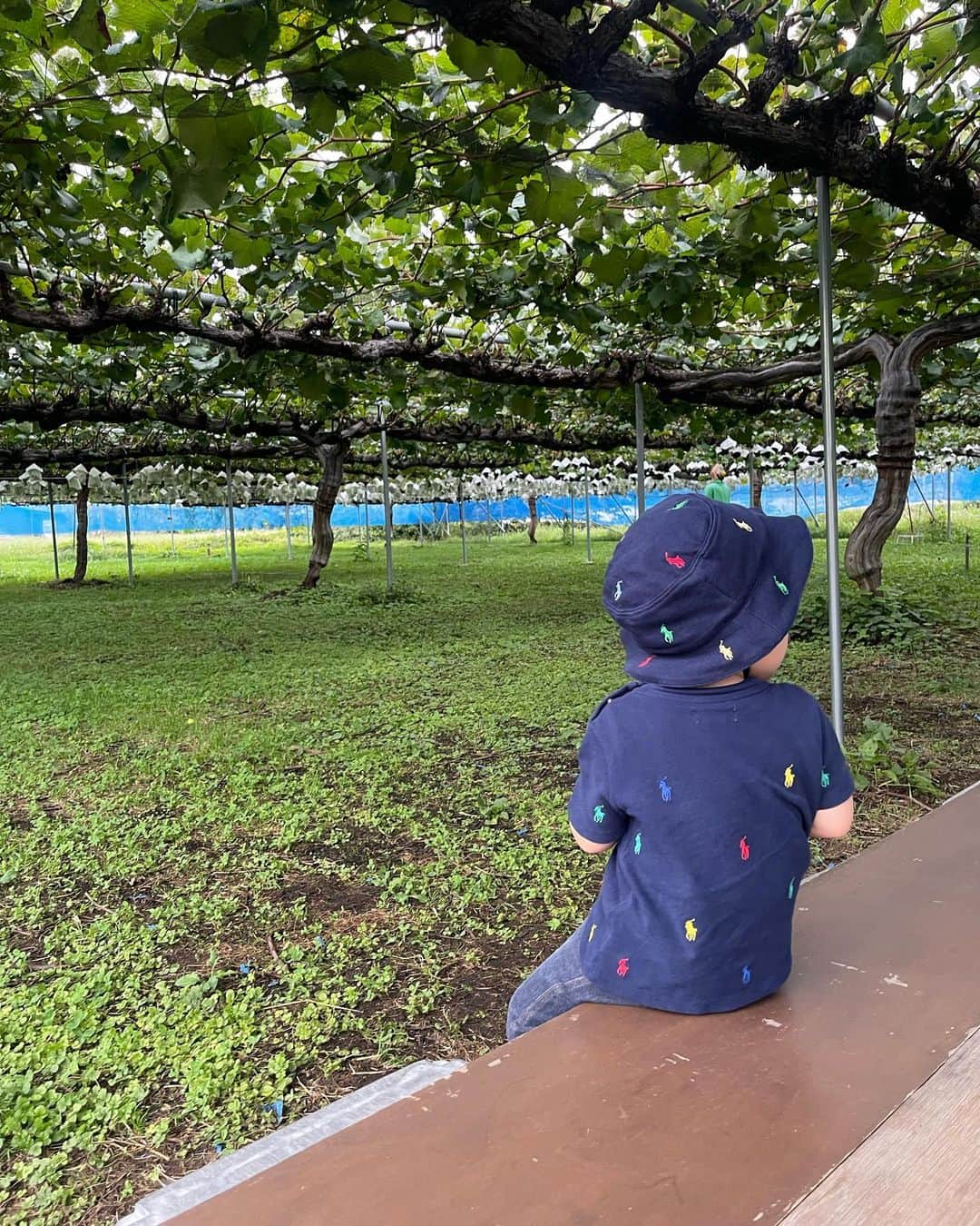 田中響子さんのインスタグラム写真 - (田中響子Instagram)「今年も行ってきましたぶどう狩り🍇  今年はナガノパープルにも目覚めたので シャインマスカットだけでなく ナガノパープルも食べられるところへ。  時期も終わりかけだったので貸切。 お腹いっぱいいただきました！  お土産にナガノパープルと クイーンルージュを買って 軽井沢でお蕎麦を食べて帰宅🌿  都内からは少し遠かったけど 来年も行けたらいいな〜！  何も気にせず持ってきたお帽子、 Tシャツと同じ柄だった、、ごめんね🥹」10月27日 19時01分 - coco.golf