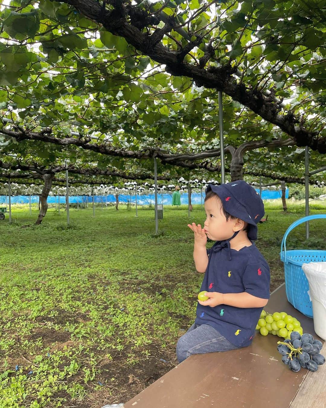 のインスタグラム：「今年も行ってきましたぶどう狩り🍇  今年はナガノパープルにも目覚めたので シャインマスカットだけでなく ナガノパープルも食べられるところへ。  時期も終わりかけだったので貸切。 お腹いっぱいいただきました！  お土産にナガノパープルと クイーンルージュを買って 軽井沢でお蕎麦を食べて帰宅🌿  都内からは少し遠かったけど 来年も行けたらいいな〜！  何も気にせず持ってきたお帽子、 Tシャツと同じ柄だった、、ごめんね🥹」