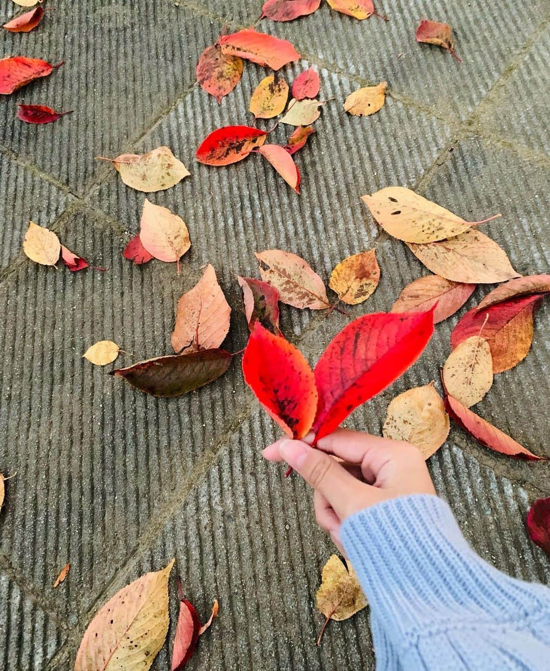 青山姫乃さんのインスタグラム写真 - (青山姫乃Instagram)「・ 皆さんこんにちは！ヒメノです👑🧡  きれいな落ち葉発見🍂🍁  #ニコラ #nicola#ニコラ11月号発売中  #ニコラ11月号 #ニコモ #青山姫乃 #ヒメノ #落ち葉 #🍂#🍁」10月27日 18時55分 - himeno_aoyama