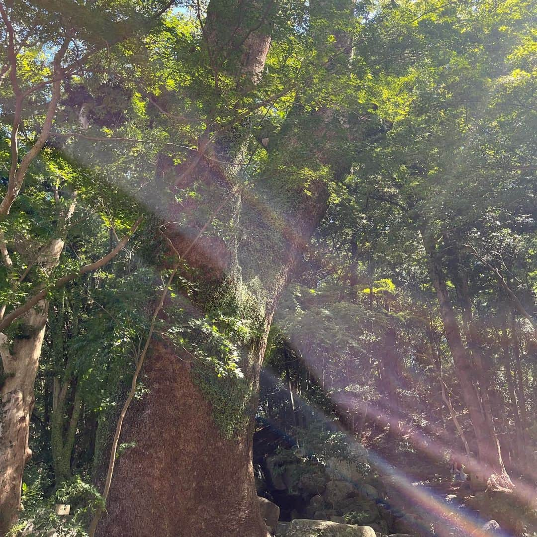 松本妃代さんのインスタグラム写真 - (松本妃代Instagram)「少し前の福岡🌿🌳 強くて優しい自然たくさん〜」10月27日 18時56分 - kiyomatsumoto