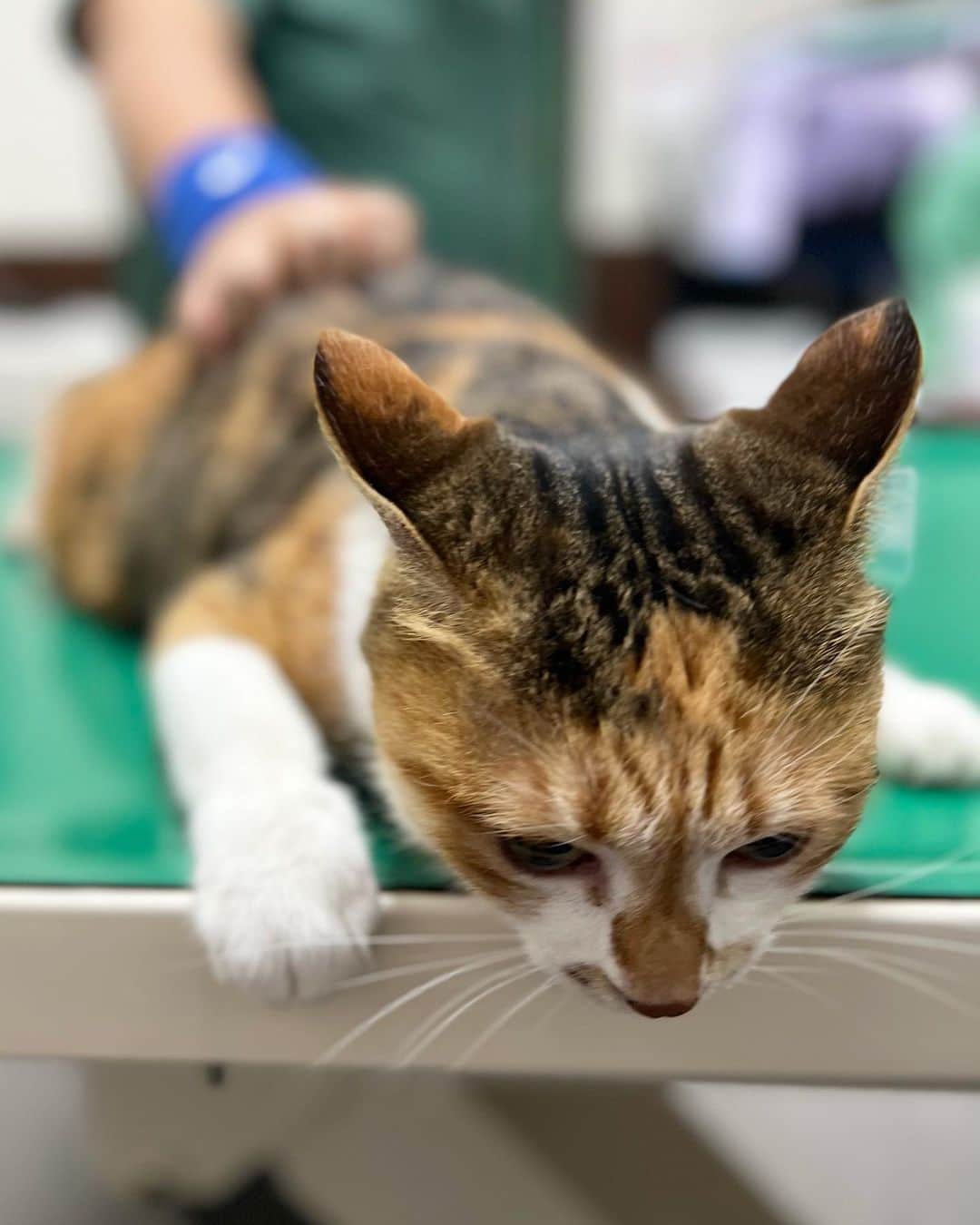 山田稔明さんのインスタグラム写真 - (山田稔明Instagram)「チミータ健康診断。ダライラマ先生こわくてガクブルだけど、悪いとこはありませんでした。長生きしてね。あらポチ実ちゃん？久しぶり！と看護師さんに声をかけられるチミ。待合ロビーには『猫と五つ目の季節』があってくすぐったかった。 #ポチ実 #三毛猫」10月27日 19時04分 - toshiakiyamada