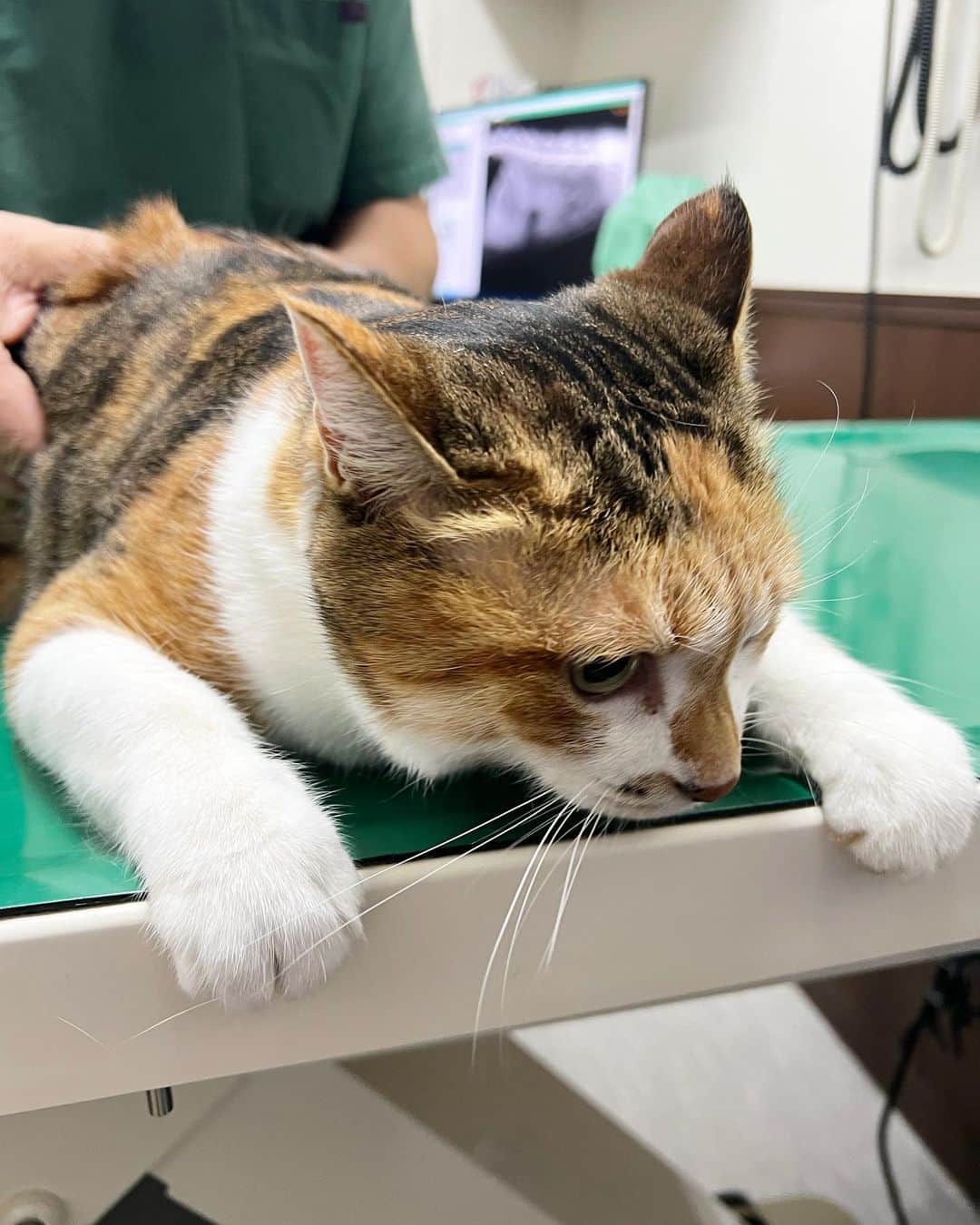 山田稔明さんのインスタグラム写真 - (山田稔明Instagram)「チミータ健康診断。ダライラマ先生こわくてガクブルだけど、悪いとこはありませんでした。長生きしてね。あらポチ実ちゃん？久しぶり！と看護師さんに声をかけられるチミ。待合ロビーには『猫と五つ目の季節』があってくすぐったかった。 #ポチ実 #三毛猫」10月27日 19時04分 - toshiakiyamada