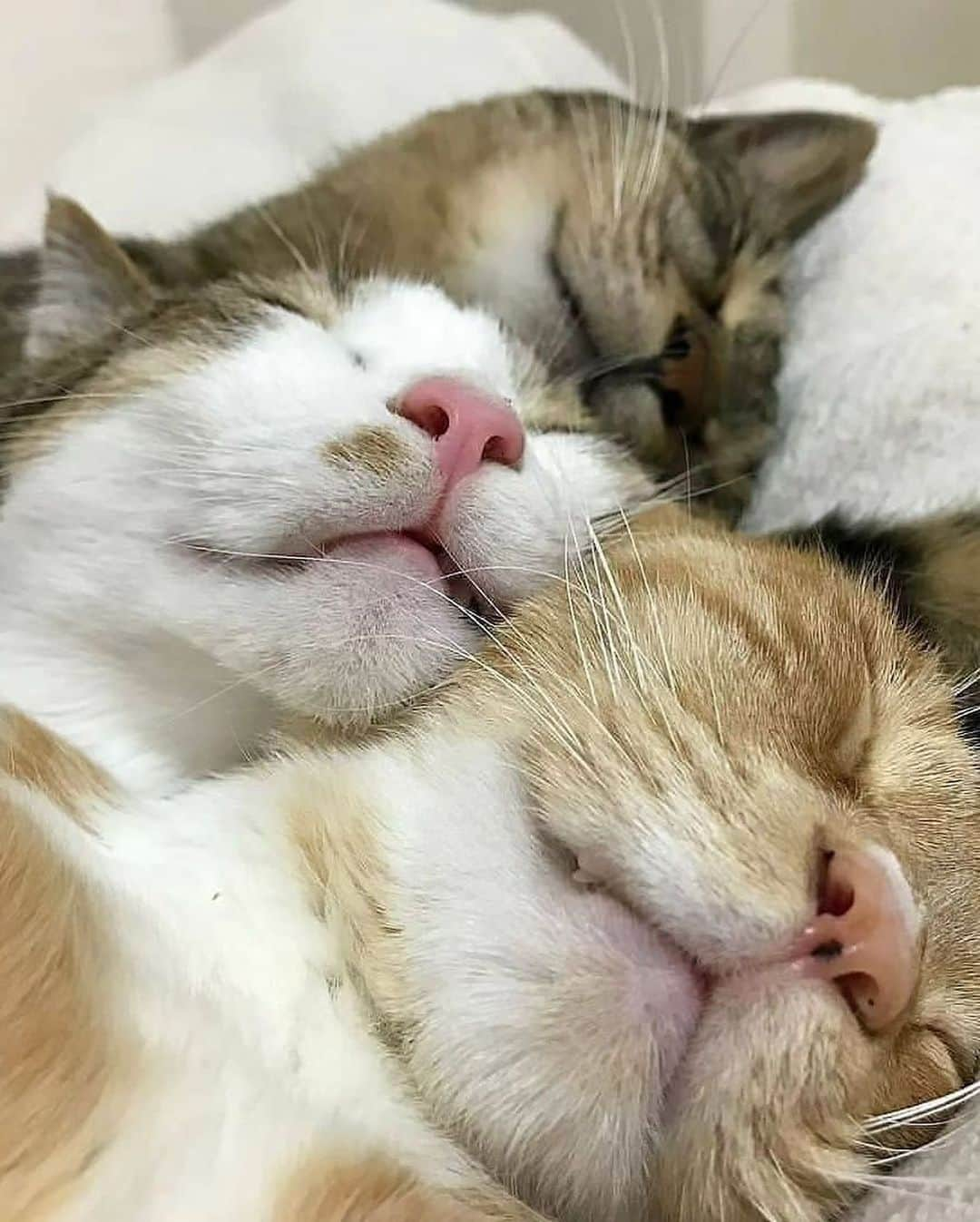 Cute Pets Dogs Catsさんのインスタグラム写真 - (Cute Pets Dogs CatsInstagram)「The 5th photo looks like a selfie 🥰  Credit: adorable @go_home_loa ** For all crediting issues and removals pls 𝐄𝐦𝐚𝐢𝐥 𝐮𝐬 ☺️  𝐍𝐨𝐭𝐞: we don’t own this video/pics, all rights go to their respective owners. If owner is not provided, tagged (meaning we couldn’t find who is the owner), 𝐩𝐥𝐬 𝐄𝐦𝐚𝐢𝐥 𝐮𝐬 with 𝐬𝐮𝐛𝐣𝐞𝐜𝐭 “𝐂𝐫𝐞𝐝𝐢𝐭 𝐈𝐬𝐬𝐮𝐞𝐬” and 𝐨𝐰𝐧𝐞𝐫 𝐰𝐢𝐥𝐥 𝐛𝐞 𝐭𝐚𝐠𝐠𝐞𝐝 𝐬𝐡𝐨𝐫𝐭𝐥𝐲 𝐚𝐟𝐭𝐞𝐫.  We have been building this community for over 6 years, but 𝐞𝐯𝐞𝐫𝐲 𝐫𝐞𝐩𝐨𝐫𝐭 𝐜𝐨𝐮𝐥𝐝 𝐠𝐞𝐭 𝐨𝐮𝐫 𝐩𝐚𝐠𝐞 𝐝𝐞𝐥𝐞𝐭𝐞𝐝, pls email us first. **」10月27日 20時11分 - dailycatclub