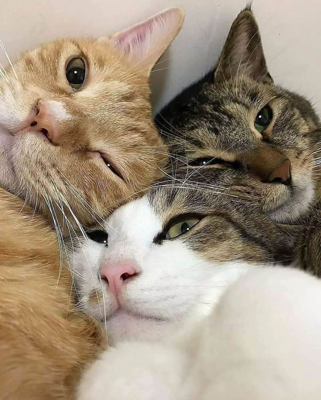 Cute Pets Dogs Catsのインスタグラム：「The 5th photo looks like a selfie 🥰  Credit: adorable @go_home_loa ** For all crediting issues and removals pls 𝐄𝐦𝐚𝐢𝐥 𝐮𝐬 ☺️  𝐍𝐨𝐭𝐞: we don’t own this video/pics, all rights go to their respective owners. If owner is not provided, tagged (meaning we couldn’t find who is the owner), 𝐩𝐥𝐬 𝐄𝐦𝐚𝐢𝐥 𝐮𝐬 with 𝐬𝐮𝐛𝐣𝐞𝐜𝐭 “𝐂𝐫𝐞𝐝𝐢𝐭 𝐈𝐬𝐬𝐮𝐞𝐬” and 𝐨𝐰𝐧𝐞𝐫 𝐰𝐢𝐥𝐥 𝐛𝐞 𝐭𝐚𝐠𝐠𝐞𝐝 𝐬𝐡𝐨𝐫𝐭𝐥𝐲 𝐚𝐟𝐭𝐞𝐫.  We have been building this community for over 6 years, but 𝐞𝐯𝐞𝐫𝐲 𝐫𝐞𝐩𝐨𝐫𝐭 𝐜𝐨𝐮𝐥𝐝 𝐠𝐞𝐭 𝐨𝐮𝐫 𝐩𝐚𝐠𝐞 𝐝𝐞𝐥𝐞𝐭𝐞𝐝, pls email us first. **」