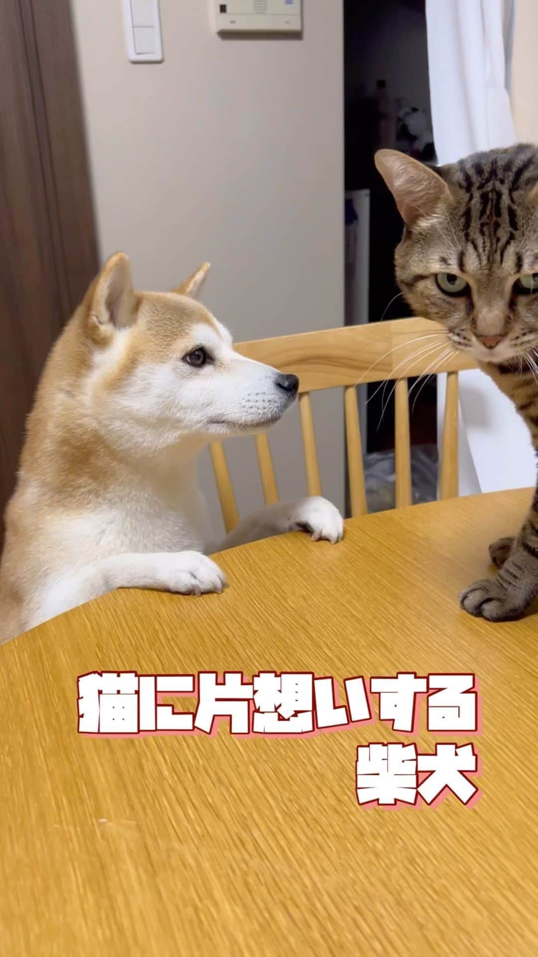 ゆうとろ（柴犬ゆうと猫のとろ）のインスタグラム：「とろに、届きそうで届かない😭 柴犬ゆう、猫のとろ  #ゆうの重たい愛情シリーズ  #犬と猫どっちも飼ってると毎日たのしい  #柴犬部 #猫部 #shibastagram」