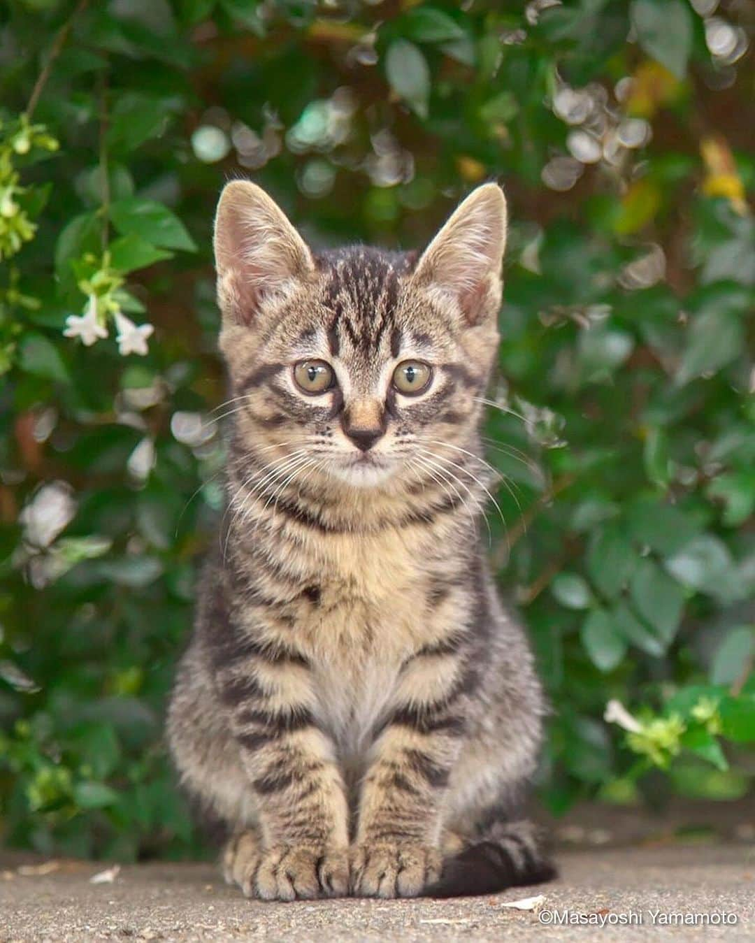 山本正義のインスタグラム：「あいさつ。  Hello.   🐈明日から、2日間だけのイベントです🐈  ねことのほほんたいむ 開催場所 kitchen dreamers 開催日 2023年10月28日(土)・29日(日) 開催時間 11:00～18:00 住所 大阪市北区豊崎6-11-16 交通アクセス [公共交通]地下鉄御堂筋線「中津」駅より徒歩約10分 駐車場 なし。  料金 入場無料 場所 kitchen dreamers 大阪市北区豊崎6-11-16  【作家】 大畑幸信(料理家) 阪靖之(写真家) 齋藤優子(雑貨作家) 松嶋安恵(写真家) 山本正義(写真家)  (詳細) 猫とのほほんたいむ！ 写真家と料理家と猫雑貨作家のコラボイベント。店内フード(にゃパオ、にゃんカレー)猫グッズも盛りだくさん。パネル販売もあり。両カレンダー購入でポストカードプレゼント！ 猫を見習ってのんびりしてみてはいかかでしょうか。」