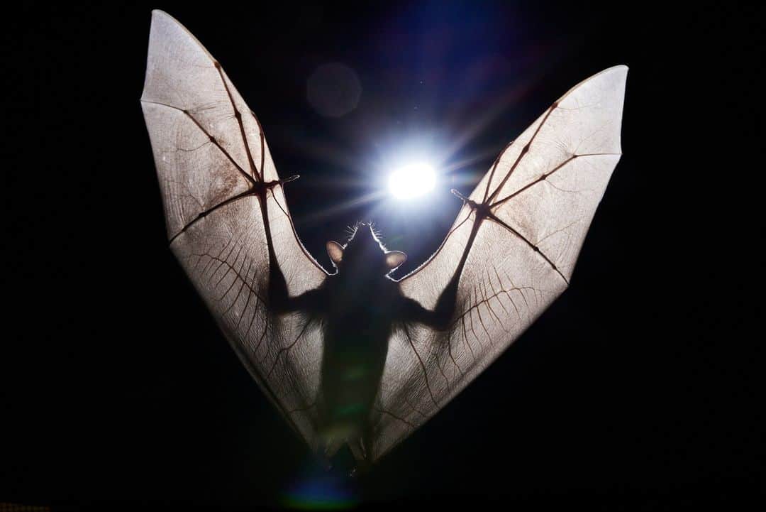 ナショナルジオグラフィックのインスタグラム：「Photos by @thiessenphoto | An Egyptian fruit bat (Rousettus aegyptiacus) flies through a corridor used to study bats at Brown University in Providence, Rhode Island.   Bat Week is an annual event designed to raise global awareness of the need for bat conservation. Bats are amazing creatures that are vital to the health of our natural world and economy. Although we may not always see them, they're hard at work all around the world each night—eating tons of insects, pollinating flowers, and spreading seeds that grow new plants and trees. #BatWeek #BatAppreciationWeek」