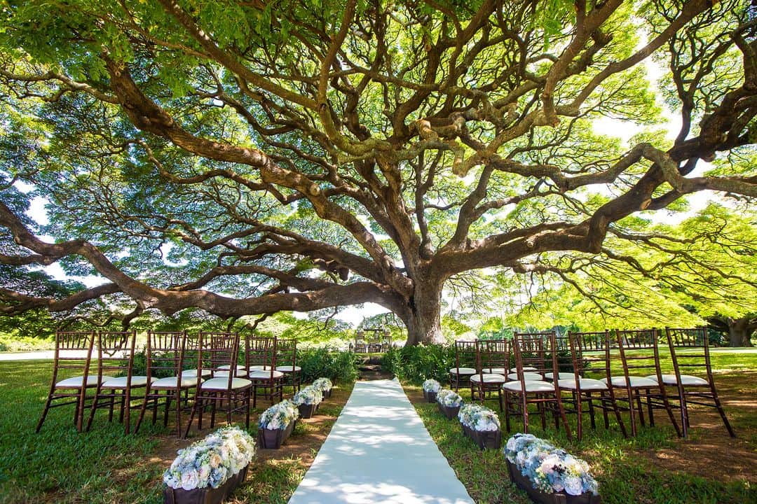 ファーストウエディング公式 ハワイウエディングさんのインスタグラム写真 - (ファーストウエディング公式 ハワイウエディングInstagram)「. 【Hawaii/挙式会場紹介】 Moanalua Gardens モアナルアガーデン ウェディング  お二人のご希望に合わせて3つの会場よりお選びいただけます 息をのむほどの美しい場所が数多くあるモアナルアガーデン。 数十本の木々が寄り添い木漏れ日が輝く空間や、 樹冠が40メートル以上にもなる大樹の下など、 パワースポットや神秘的な場所から挙式会場を おふたりのご希望とイメージに合わせてお選びください。  1～2枚目：「モンキーポッド」の大樹の祝福 Makai Mound（マカイマウンド）  3～4枚目：ハワイの伝統芸能「フラ」の聖地 Prince Lot Hula Pa（プリンスロットフラパ）  5～6枚目：太陽のもとでの「青空ウェディング」 APANA（アパナ）  #FIRSTWEDDING #ファーストウエディング #リゾートウェディング #リゾート婚 #ハワイ挙式 #リゾート挙式 #モアナルアガーデンウェディング #moanaluaGardens #リゾ花 #家族婚 #2023冬婚 #2024春婚 #2024夏婚 #2024秋婚 #2024冬婚 #プレ花嫁 #プレ花嫁さんと繋がりたい #ハワイ旅行 #ハワイ好きな人と繋がりたい #ハワイ観光 #hawaii #hawaiitrip #hawaiiwedding #wedding #weddingphotography #bouquet #ハワイウエディング #ハワイウェディングフォト」10月27日 21時01分 - firstwedding