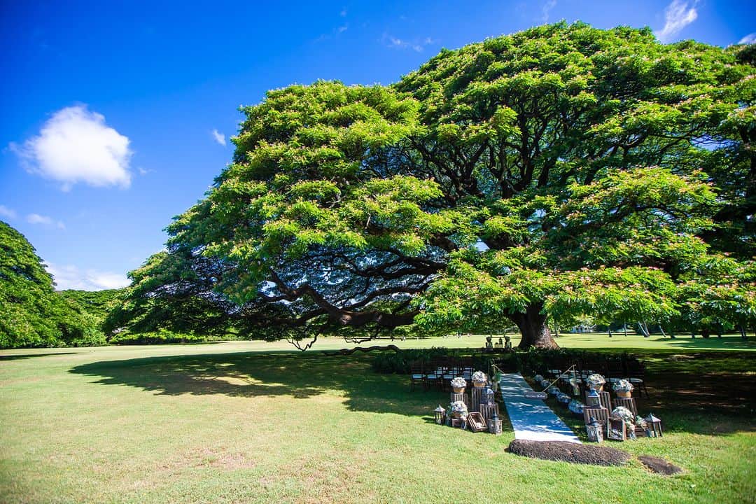 ファーストウエディング公式 ハワイウエディングのインスタグラム：「. 【Hawaii/挙式会場紹介】 Moanalua Gardens モアナルアガーデン ウェディング  お二人のご希望に合わせて3つの会場よりお選びいただけます 息をのむほどの美しい場所が数多くあるモアナルアガーデン。 数十本の木々が寄り添い木漏れ日が輝く空間や、 樹冠が40メートル以上にもなる大樹の下など、 パワースポットや神秘的な場所から挙式会場を おふたりのご希望とイメージに合わせてお選びください。  1～2枚目：「モンキーポッド」の大樹の祝福 Makai Mound（マカイマウンド）  3～4枚目：ハワイの伝統芸能「フラ」の聖地 Prince Lot Hula Pa（プリンスロットフラパ）  5～6枚目：太陽のもとでの「青空ウェディング」 APANA（アパナ）  #FIRSTWEDDING #ファーストウエディング #リゾートウェディング #リゾート婚 #ハワイ挙式 #リゾート挙式 #モアナルアガーデンウェディング #moanaluaGardens #リゾ花 #家族婚 #2023冬婚 #2024春婚 #2024夏婚 #2024秋婚 #2024冬婚 #プレ花嫁 #プレ花嫁さんと繋がりたい #ハワイ旅行 #ハワイ好きな人と繋がりたい #ハワイ観光 #hawaii #hawaiitrip #hawaiiwedding #wedding #weddingphotography #bouquet #ハワイウエディング #ハワイウェディングフォト」
