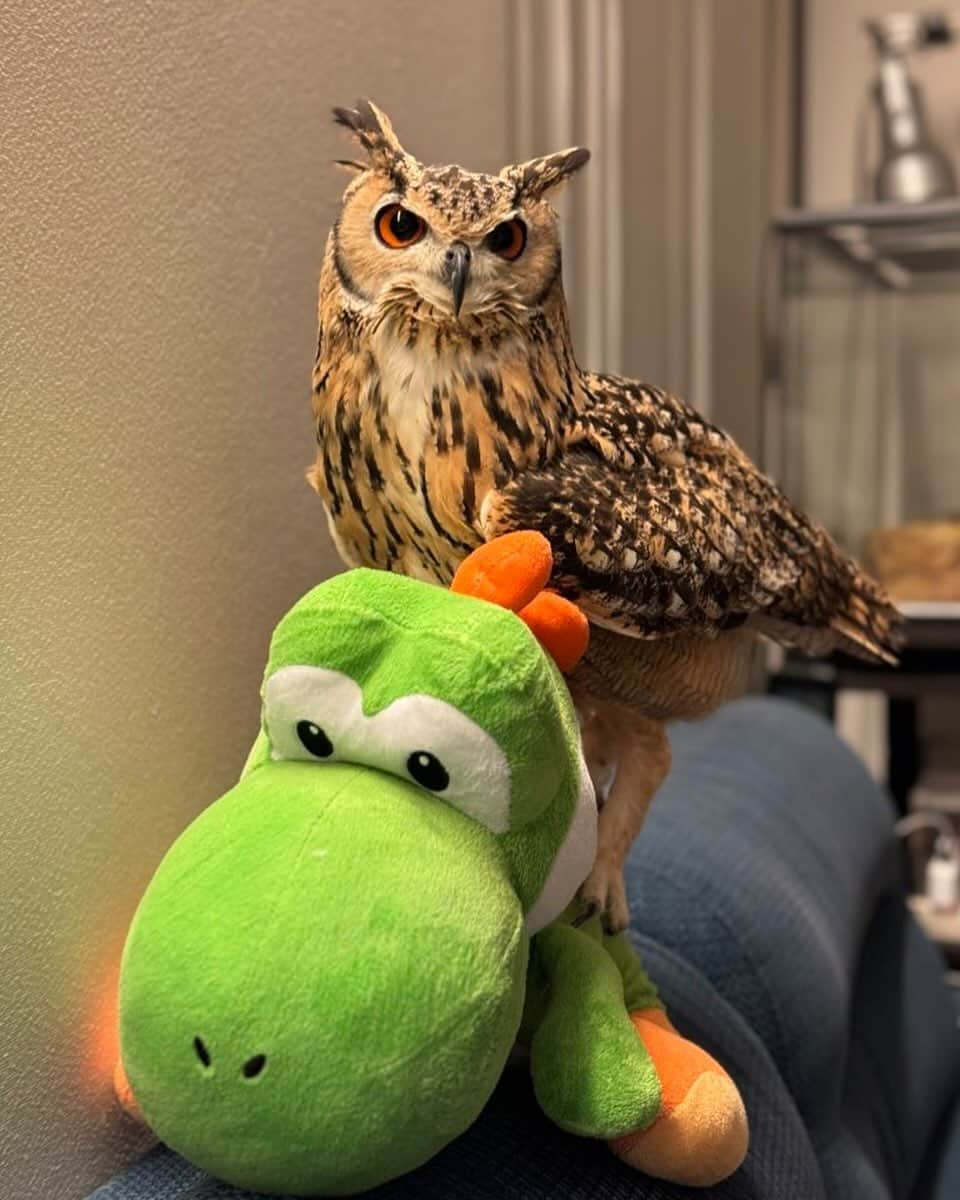 GEN3 Owlさんのインスタグラム写真 - (GEN3 OwlInstagram)「ヨッシーにまたがってどこ行くの？ @genz64  Where are you going with Yoshi?  #owl #owlgaru #フクロウ #ヨッシー #yoshi  #スーパーマリオ  #supermario」10月27日 21時15分 - genz64