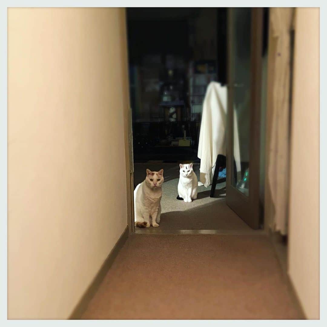 kumikoのインスタグラム：「おかえり〜な方々。 最近２匹揃って待ってる事が多い。」