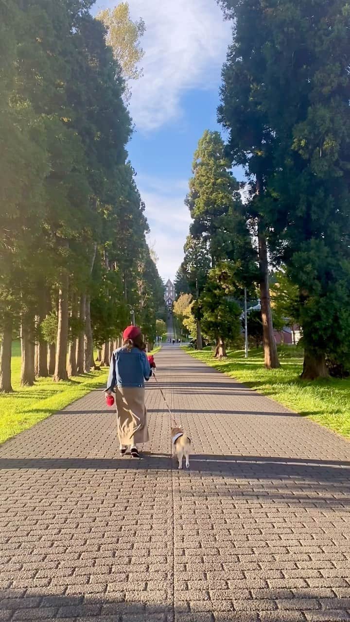 柴犬 けんしろう ゆりあのグルメインスタ