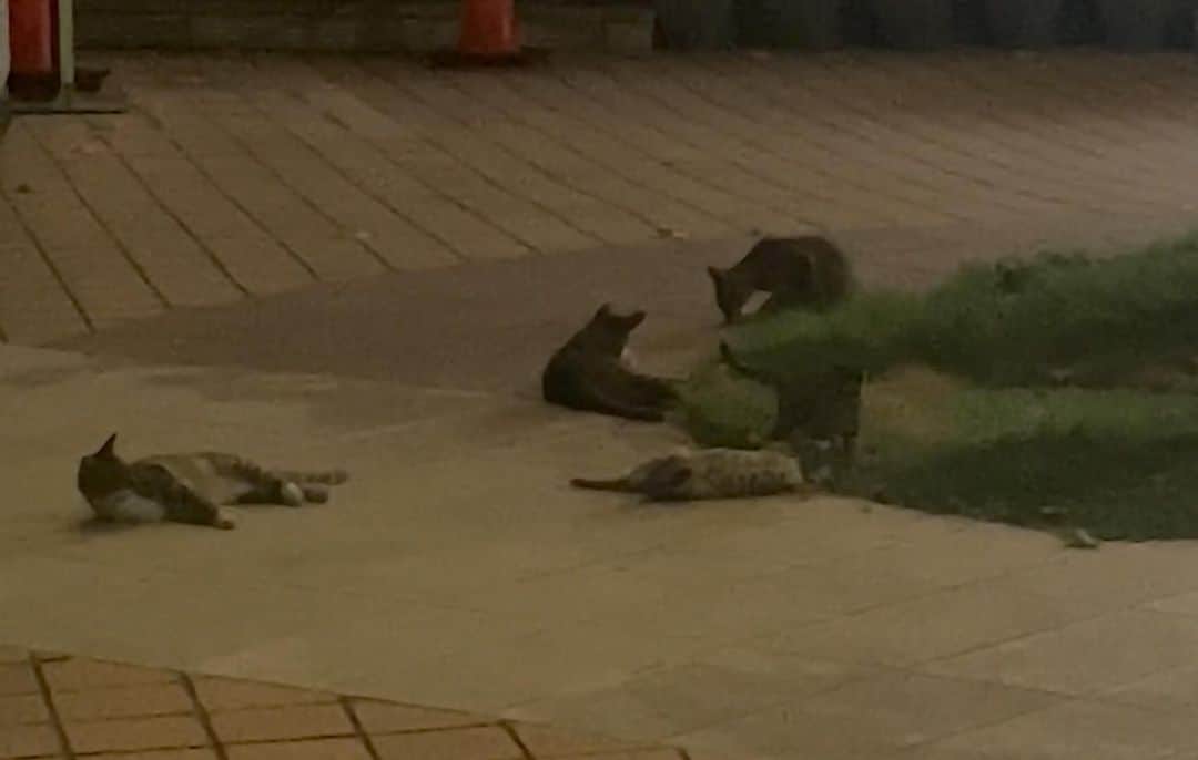 TOMOMIのインスタグラム：「🐈🐈🐈」