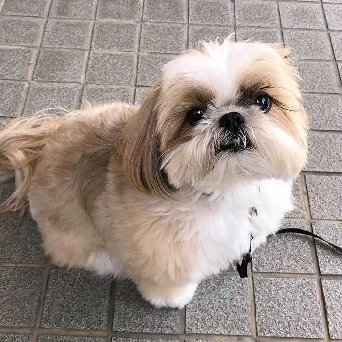 りんくのインスタグラム：「しょくぱんまん🍞から シーズーに戻ったよ😂🐶✨ #beforandafter」