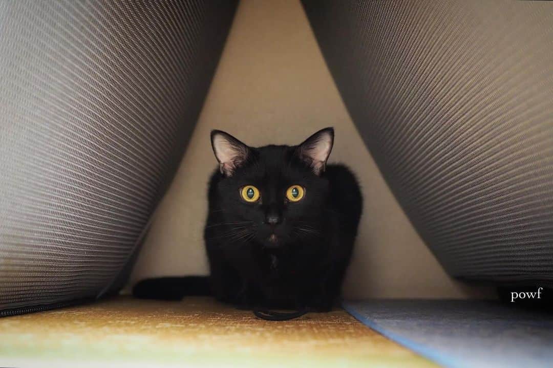anemone_69のインスタグラム：「🐈‍⬛ . . #ハカセとキョウジュ #blackcat #黒猫 #cat #猫 #保護猫 . . .」