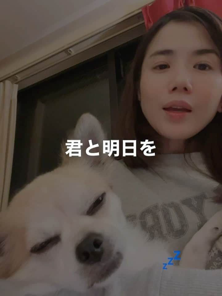 辻香織のインスタグラム：「リハーサル中、 いつも寝ているリーノ🐶  10/28(土)水戸ボージャングルス ワンマンライブ 10/29(日)小淵沢 黄金村 稲刈りイベント  歌いに行きます！  「みんなつながれ」 この歌は、 墨田区シティプロモーション のテーマソングになっています。  YouTubeで見てね！  #犬と音楽のある暮らし  #保護犬  #チワワミックス  #辻香織 #墨田区シティプロモーション  #みんなつながれ」