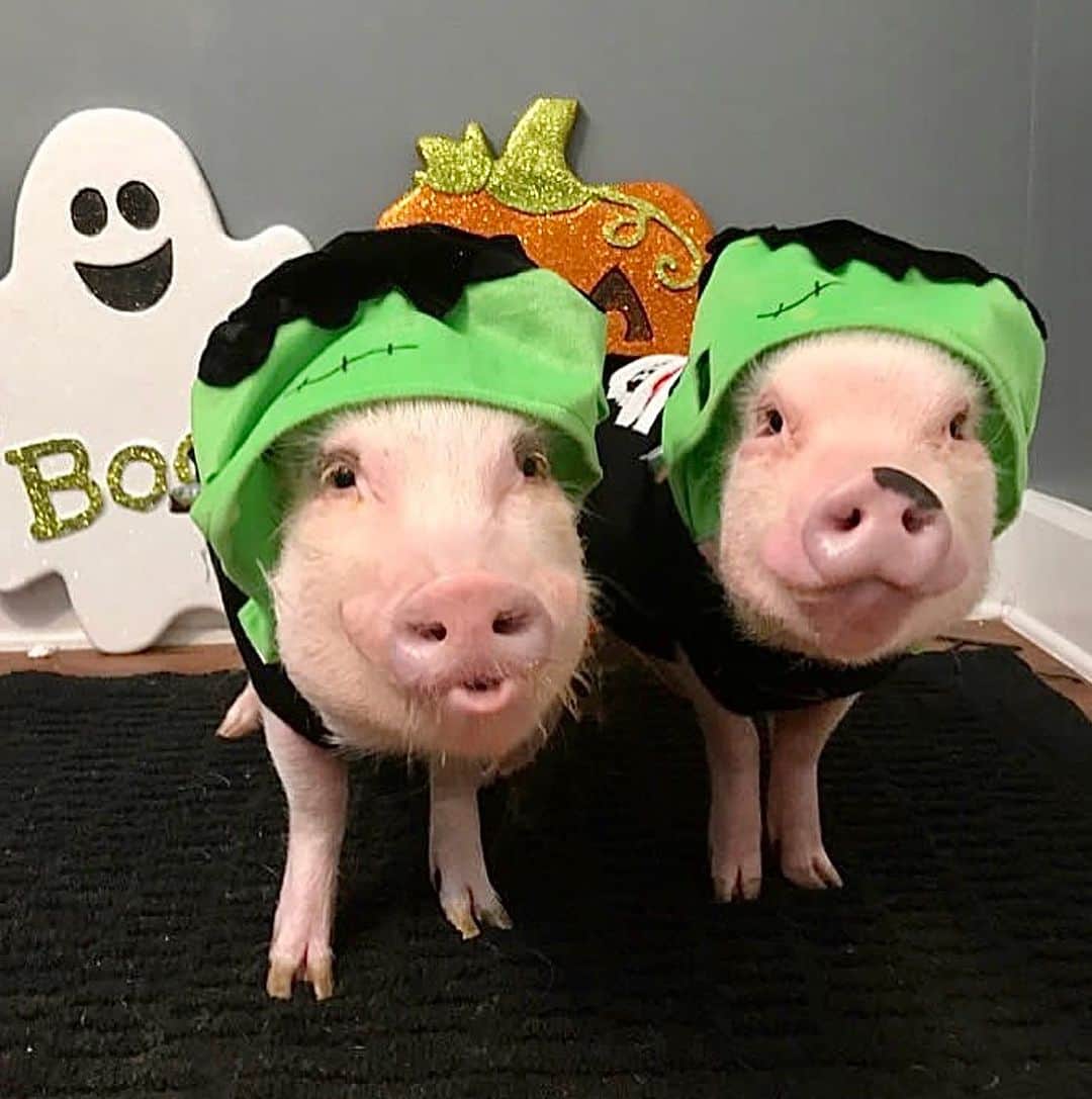 Priscilla and Poppletonのインスタグラム：「Happy Frankenstein Friday from Pop and Pink!🐷💚🖤 #PopandPink #FlashbackFriday #FrankensteinFriday #PrissyandPop」