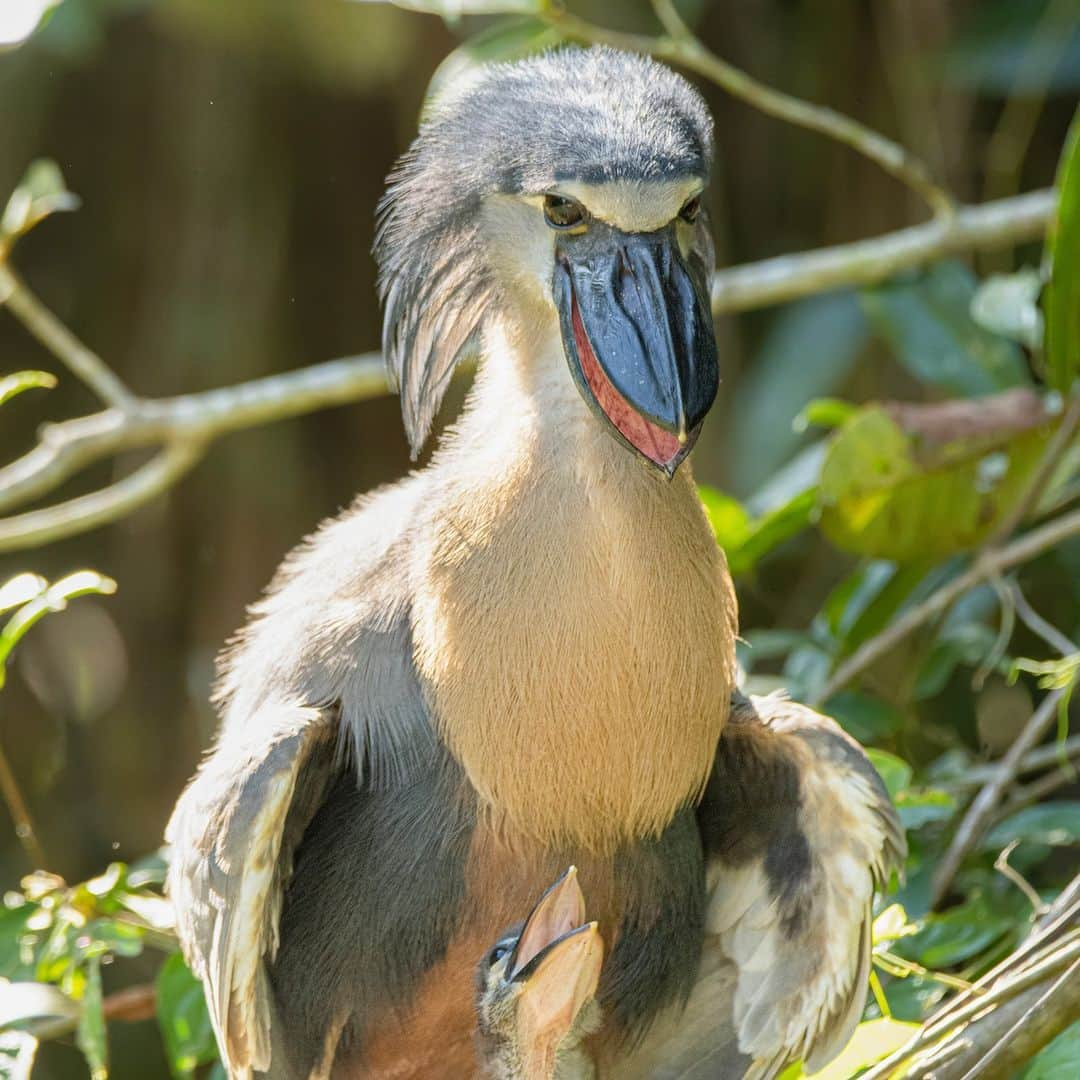 アニマルプラネットのインスタグラム：「This bird is always ready with the perfect #Halloween mask! The boat-billed heron spends most of its time lurking in the mangrove swamps of Central and South America. It’s a nocturnal bird that tends to hunt by lunging at fish or scooping the surface of the water with its bill — which is uniquely shaped for this method of capture.  📷: Patrick Gijsbers  #HappyHalloween #costumeparty」