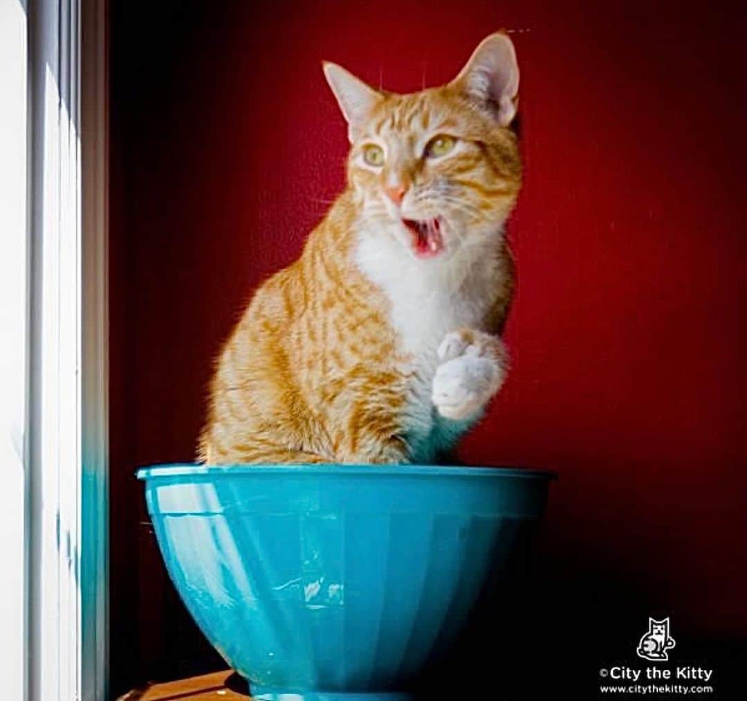 City the Kittyのインスタグラム：「It’s almost Caturday?!?! 🙀😹  #caturdays #caturday365」
