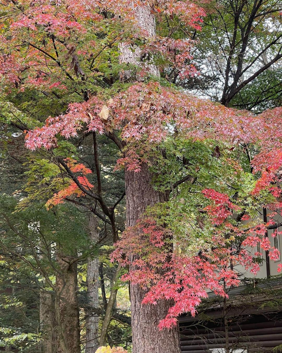 深澤里奈さんのインスタグラム写真 - (深澤里奈Instagram)「◯◯◯  秋らしい景色。 軽井沢は、割と電線がね… 音符みたいと思えばいいのでしょうか。  庭のもみじも紅葉が進んできました。  そろそろ外構に手をつけなくてはなりません。 何回打ち合わせしただろうか。  #秋の軽井沢 #月 #紅葉」10月28日 8時57分 - rinatj