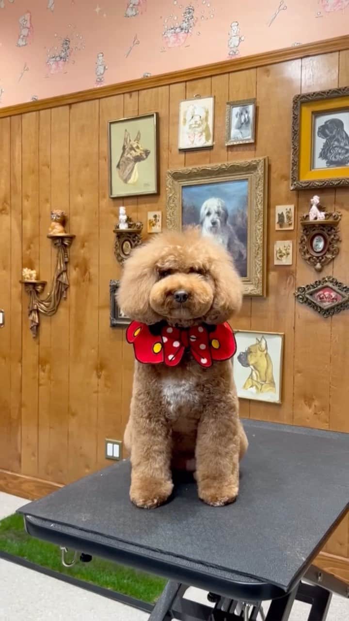 JessRonaGroomingのインスタグラム：「Can you believe I groomed Cashew in 18 seconds? This has gotta be some sort of record 😆  #doggroomingasmr #goldendoodlegrooming #jessronagrooming」
