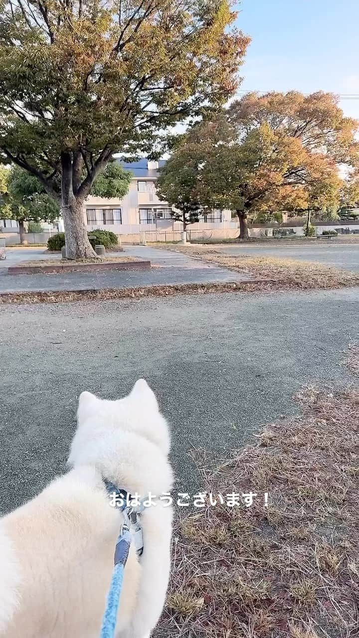 のインスタグラム：「名古屋21℃☀️ おはようございます！ 夜中の雨も上がり清々しい晴れ。 空気が澄んで気持ちがいいです。 日中は安定した晴れで穏やかな陽気になります。 乾燥には気をつけてくださいね！ お仕事の方は頑張って行ってらっしゃい🩷 #goodmorning #おはようございます  #朝食#breakfast  #秋田犬#akitainu #dogsofinstagram  #ベーコンスクランブルエッグ #丸太ブレッド#サラダ #ホットコーヒー#カフェオレ#珈琲 #水谷雅子 #水谷雅子の美容の秘訣シリーズ」