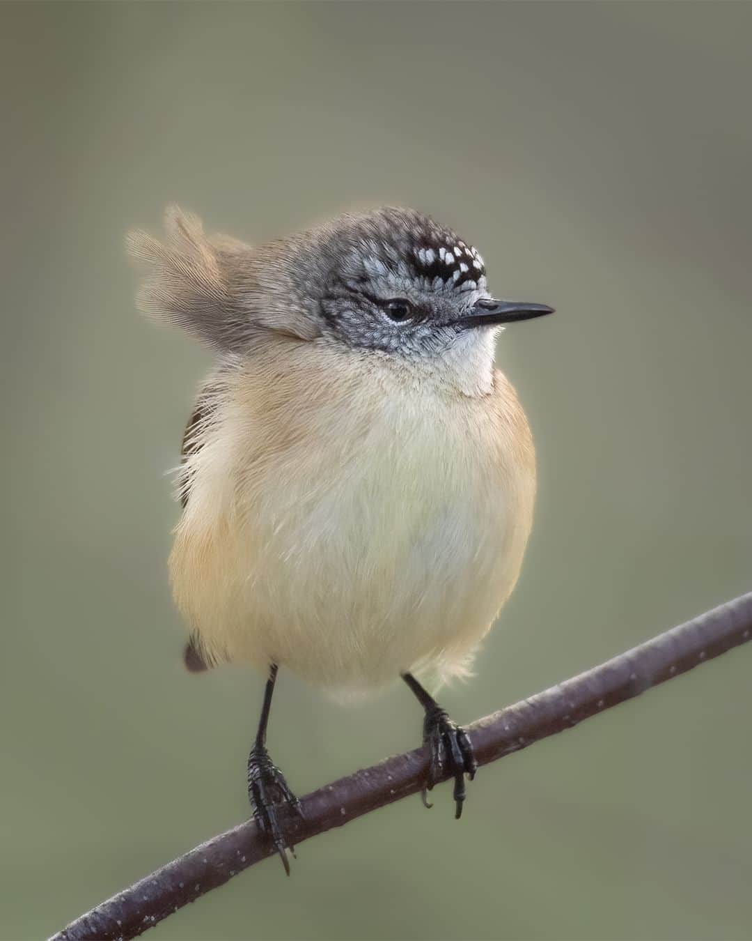 Nikon Australiaのインスタグラム：「Sometimes, all it takes is a stroll in the park to discover the perfect subject, and for @raelenetlp, this stunning image of a yellow-rumped thornbill proved just that.  "This image was made on a breezy day in my nearby park. The compact size and lightweight build of my Z 6 make it perfect to carry on my walks around the neighbourhood. I've optimized my camera with specific settings for bird and wildlife photography in a user program, allowing me to quickly prepare my Z 6 to seize those elusive moments with a simple button press."  Photo by @raelenetlp   f/6.3 | 1/1600 sec | ISO 4000  📷 Z 6 and AF-S NIKKOR 200-500mm f/5.6E ED VR  #Nikon #NikonAustralia #MyNikonLife #NikonCreators #NikonKnowHow #Zseries #BirdPhotography #WildlifePhotography #Australia」