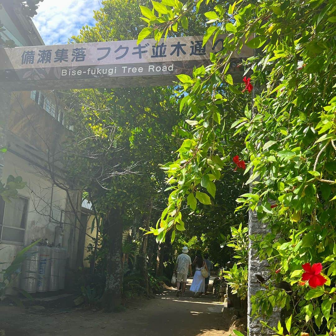 高松いくさんのインスタグラム写真 - (高松いくInstagram)「🌲🌳🌴  フクギ並木に着いたは良いけど...  「どこがメイン？？」 「何が見どころ？？」 「どこがパワースポット？？」 「映えスポットはどこ？？」  レセプションでご案内させて頂いていて☺️ リアルな観光客の皆様のお声を伺えたので🌺 地図も🗺️載せて、残しておきます🙏  美ら海水族館から徒歩で行ける パワースポット『フクギ並木』 集落となっていて、現在も昔から住んでいらっしゃる方が いるので、観光スポットだけじゃない リアルな沖縄の暮らしを体験する事も出来ます😌  移住を考えていたり、 自然に数日浸かりながら 沖縄の暮らしをしてみたい。。という方にもオススメです (暮らすように3週間滞在した私の感想です🙇)  コンビニはありますが、 スーパーや商店街が近くにあるわけではないので 便利な場所とは言えないかもしれませんが  だからこそ、住民の方々と挨拶して数日 フクギ並木に滞在してゆっくり生きてみる そんな体験が出来る場所です 時間の流れが不思議なんです...  フクギ並木のスポットですが  どこも素敵です その中でも  ⭐️映えスポット ①備瀬の海 ②フクギ並木のメイン通り(２枚目の地図🗺️)🈁 　※下の先端が入り口 ⭐️パワースポット ③夫婦フクギ ④大きなガジュマル  ここは逃せません😆  巡る中で、 食べ歩きができたり レンタルサイクルや電動バイクに乗って巡れたり 美味しいランチが食べられたり🍙 沖縄の果物を使ったスムージーが飲めたり  いろいろ知ったら 一日じゃ足りないぐらい、楽しめます‼️  #フクギ並木  #パワースポット #沖縄 #本部町 #備瀬 #沖縄旅行 #沖縄グルメ #沖縄観光  #旅行　#グルメ　#観光 #観光スポット  #暮らすように旅する  #旅するように暮らす  #okinawa #trip #okinawatrip #okinawajapan #japan #travel #instatravel」10月28日 8時32分 - iku_takamatsu_trip_sup_yoga