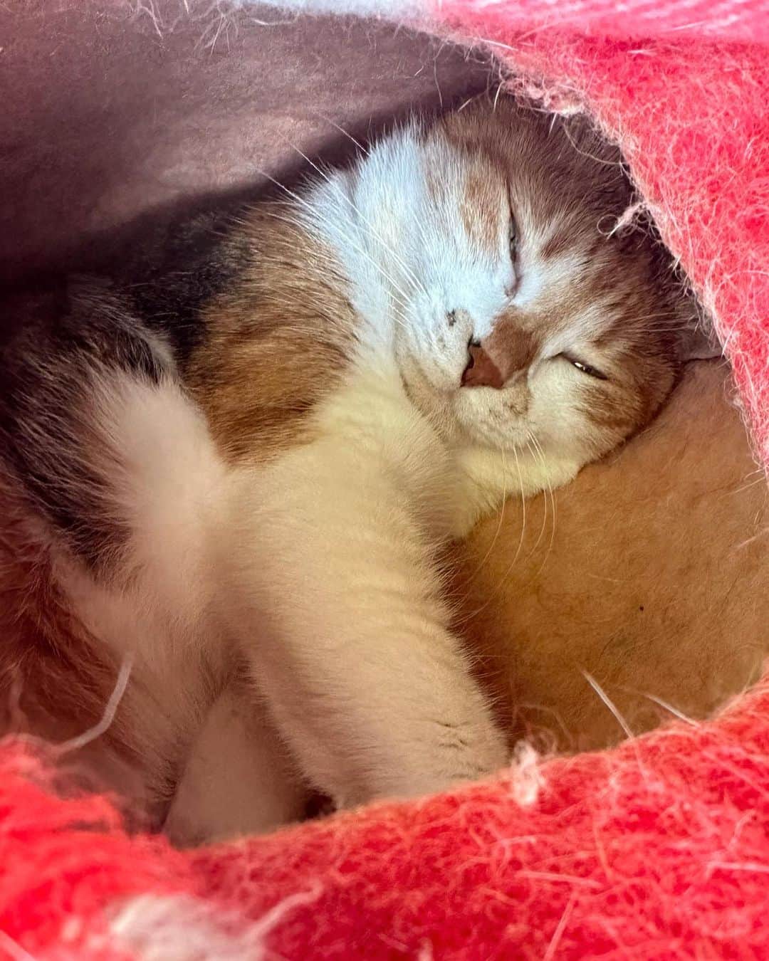 山田稔明のインスタグラム：「おはよ。曇りの土曜日、寝て過ごすチミータ。 #ポチ実 #三毛猫 #ミーの巣」