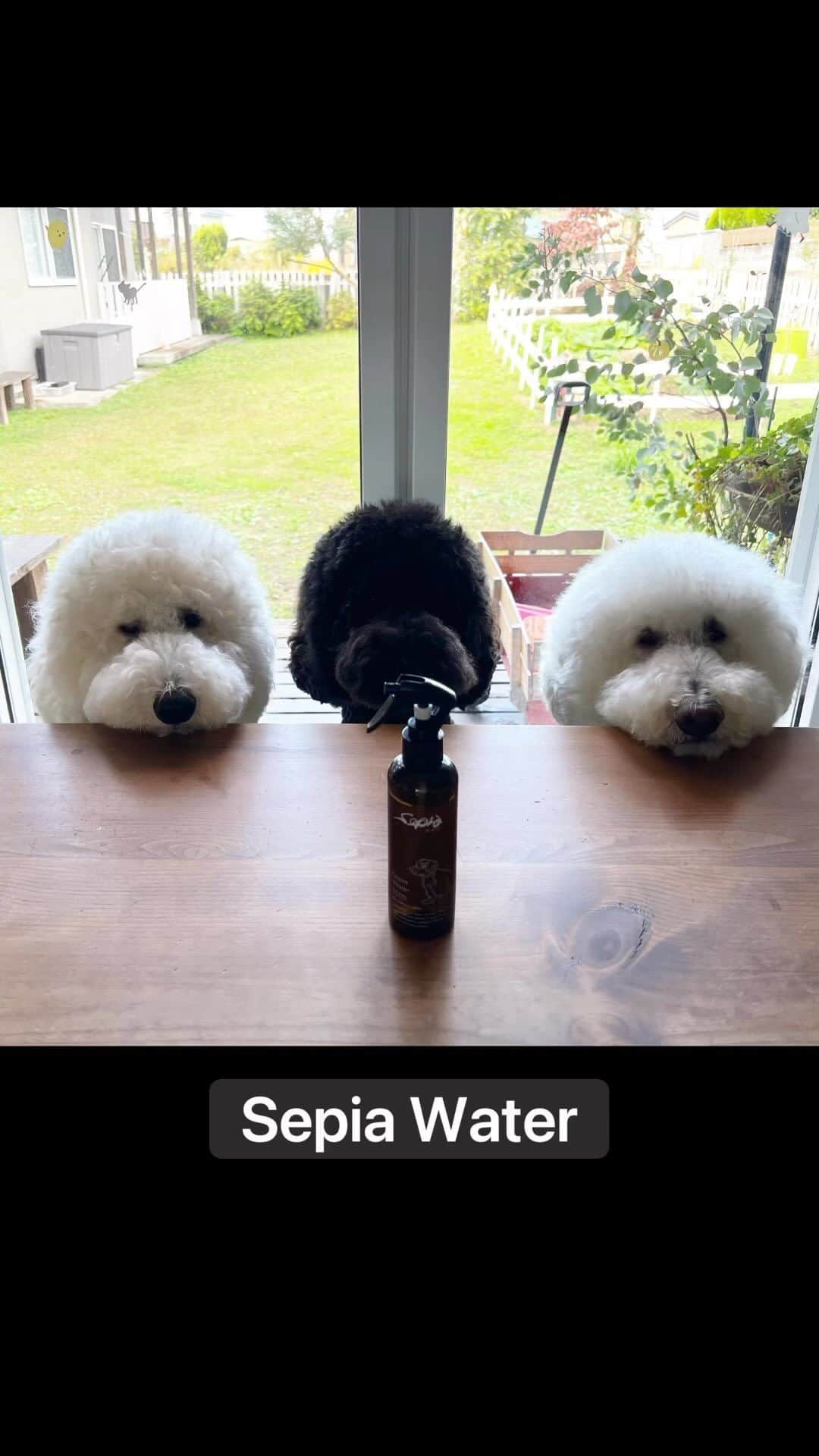 のインスタグラム：「. . 実は、がっくん、フケが出たり後ろ足の腿の毛が抜けてきたり、皮膚トラブルがあって困っていました。 そんな時、超敏感肌用スキンケアブランドとして30年以上の実績を持つDr.ウィラード・ウォーター様から、「ワンコやニャンコの肌のために開発したペット用スキンケア”セピア”を使ってみませんか？」とのお声がけをいただき、藁にもすがる思いで使わせていただくことに。  使ってちょうど１週間。 毛が抜けて肌が荒れていた部分の赤黒い感じが抜け、毛もうっすら生えてきました！ 嬉しい！！！！  セピアは、防腐剤・合成香料・着色料・アルコールなど、肌に刺激になりうる成分は一切使用していないので、デリケートなわんこや猫の肌にも安心して使えます。 これ１本で、ブラッシング、肉球、目ヤニ、歯磨き、耳掃除、全身のケアに使えます。  我が家でもお散歩から戻った後、肉球にシュッシュして足を拭いています。 綺麗になって、肉球もツヤツヤプニプニに＾＾ ブラッシング時にも使用していますが、毛がかなり調子いいです＾＾ 耳掃除にも♪  いつまでも可愛く元気でいてほしい！ 毎日のお手入れにおすすめです！  #セピアケア  #PR #standardpoodle #スタンダードプードル #poodle #大型犬 #犬と暮らす #いぬなしでは生きていけません #大型犬との暮らし」