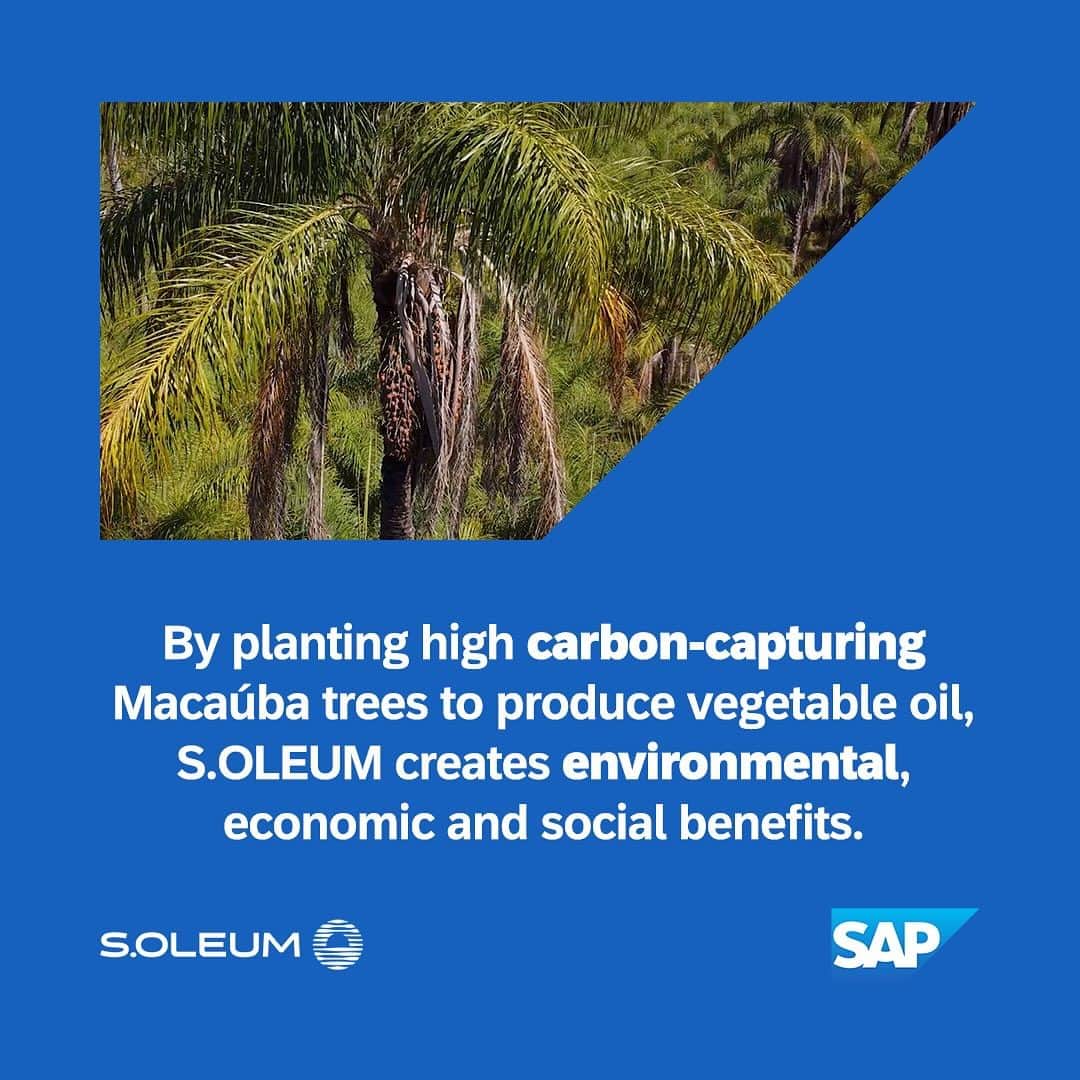 SAPさんのインスタグラム写真 - (SAPInstagram)「🍃 The Macaúba tree is nature's CO2 solution.   SAP and @soleumofficial, a pioneer agroforestry company based in Brazil, are joining forces to create a staggering one billion carbon credits by 2045.   Explore how this ambitious venturer is using a high-tech crop-livestock-forest approach to farm sustainably, generate revenue, and scrub harmful CO2 from the air. Link in bio!   #sustainability #reforestation #agoforestry」10月28日 0時27分 - sap