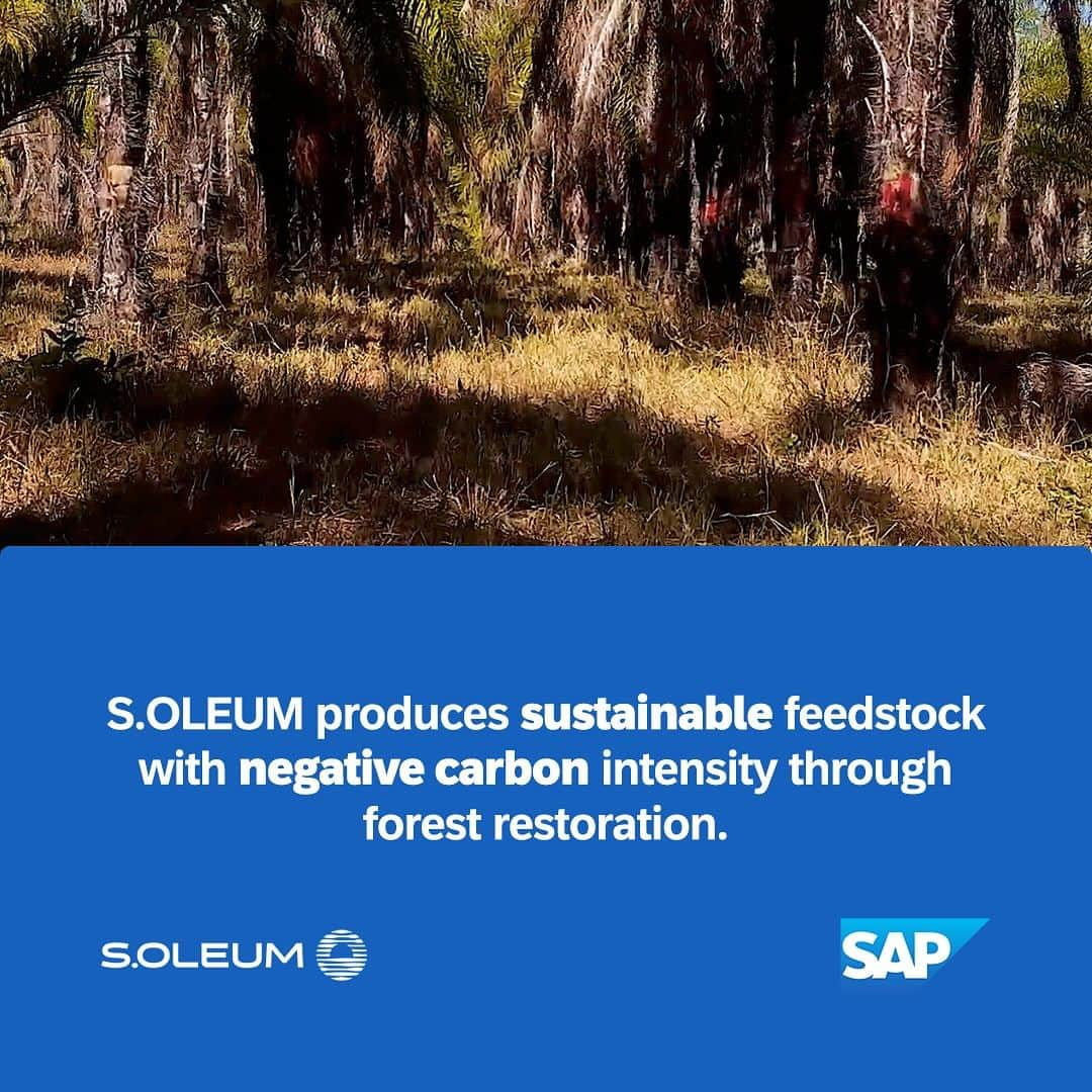 SAPさんのインスタグラム写真 - (SAPInstagram)「🍃 The Macaúba tree is nature's CO2 solution.   SAP and @soleumofficial, a pioneer agroforestry company based in Brazil, are joining forces to create a staggering one billion carbon credits by 2045.   Explore how this ambitious venturer is using a high-tech crop-livestock-forest approach to farm sustainably, generate revenue, and scrub harmful CO2 from the air. Link in bio!   #sustainability #reforestation #agoforestry」10月28日 0時27分 - sap