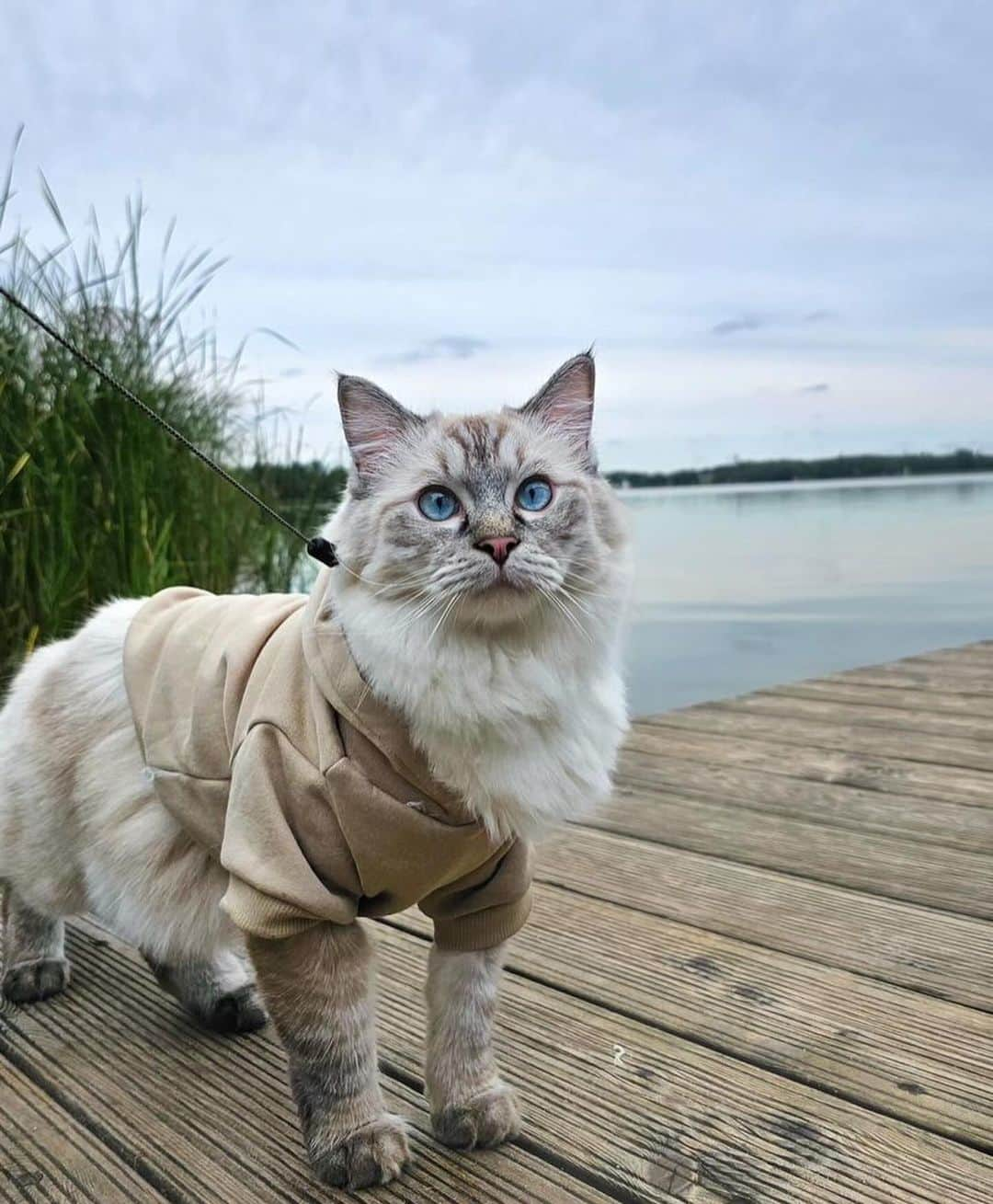 Bolt and Keelのインスタグラム：「Meet Royce!!🤍🐾 This pretty kitty loves going on walks around the beautiful trails of Poland 🇵🇱   @adventrapets ➡️ @royce_the_cat_  —————————————————— Follow @adventrapets to meet cute, brave and inspiring adventure pets from all over the world! 🌲🐶🐱🌲  • TAG US IN YOUR POSTS to get your little adventurer featured! #adventrapets ——————————————————」