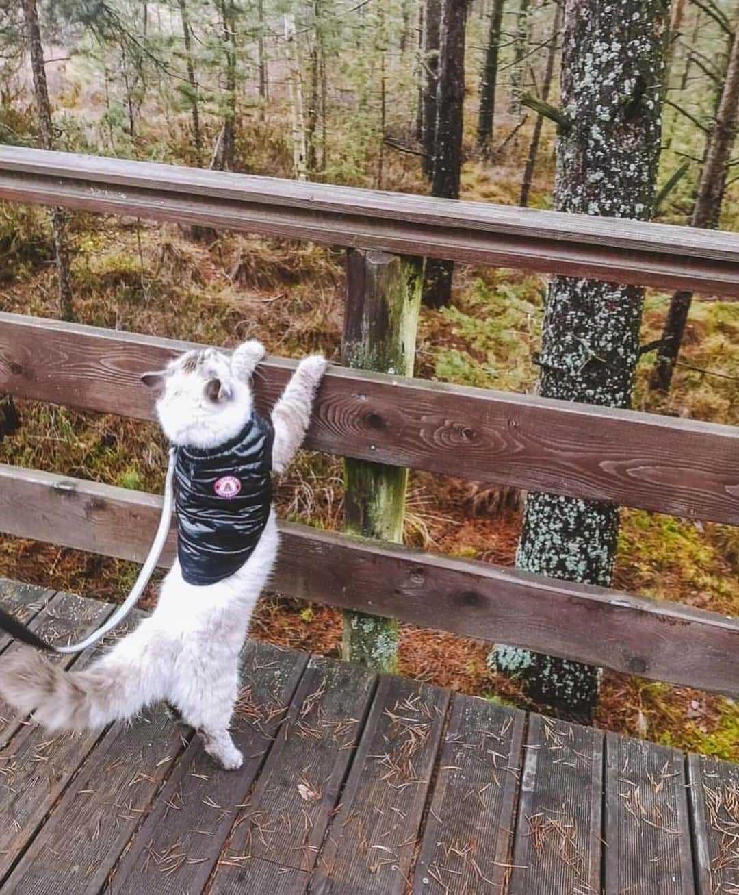 Bolt and Keelさんのインスタグラム写真 - (Bolt and KeelInstagram)「Meet Royce!!🤍🐾 This pretty kitty loves going on walks around the beautiful trails of Poland 🇵🇱   @adventrapets ➡️ @royce_the_cat_  —————————————————— Follow @adventrapets to meet cute, brave and inspiring adventure pets from all over the world! 🌲🐶🐱🌲  • TAG US IN YOUR POSTS to get your little adventurer featured! #adventrapets ——————————————————」10月28日 0時51分 - adventrapets