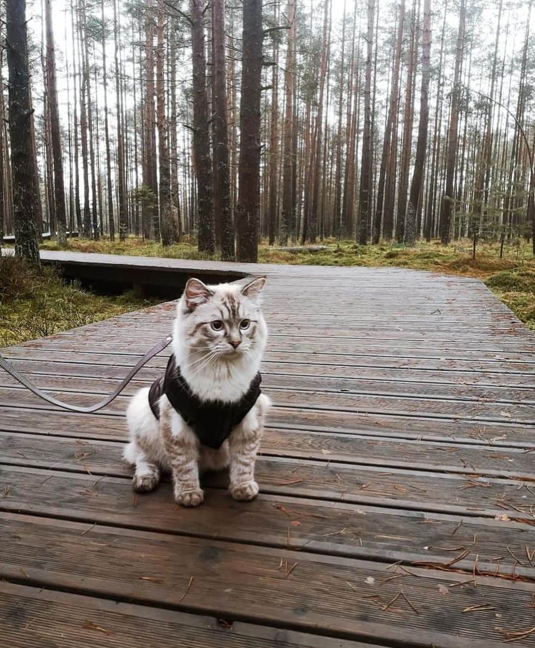 Bolt and Keelさんのインスタグラム写真 - (Bolt and KeelInstagram)「Meet Royce!!🤍🐾 This pretty kitty loves going on walks around the beautiful trails of Poland 🇵🇱   @adventrapets ➡️ @royce_the_cat_  —————————————————— Follow @adventrapets to meet cute, brave and inspiring adventure pets from all over the world! 🌲🐶🐱🌲  • TAG US IN YOUR POSTS to get your little adventurer featured! #adventrapets ——————————————————」10月28日 0時51分 - adventrapets