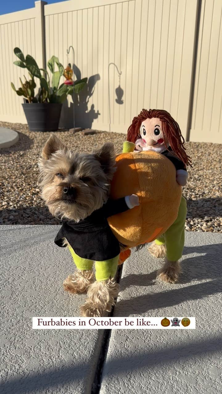 のインスタグラム：「Max 💭 Are we done yet? 🙄🎃👻 #AreWeDoneYet #HurryUp #DogHalloweenCostume #PumpkinSeason #FunnyDogsOfInstagram #HalloweenDog #HalloweenDogCostume #HappyFridayEveryone #SpreadLoveAndLoveWillSpread #HalloweenSeason」