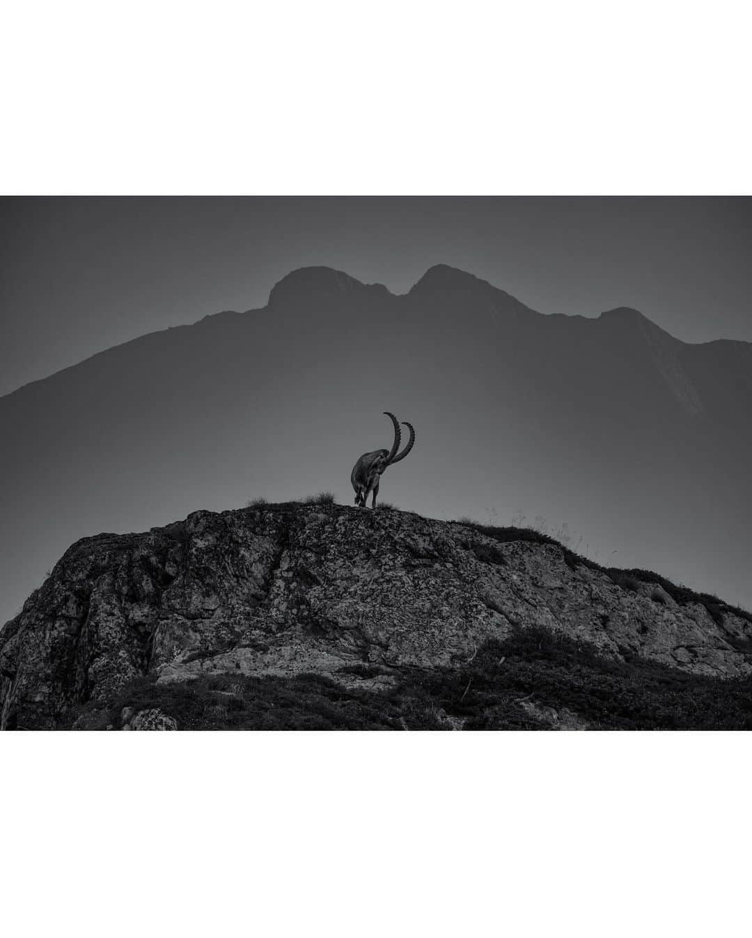 Keith Ladzinskiさんのインスタグラム写真 - (Keith LadzinskiInstagram)「An alpine ibex, walking along a ridge like high above Chamonix, France in this in-camera double exposure. These regal animals have a tough history, and were nearly hunted to extinction. By the early 1800s, less than 100   remained, all located in a small population along the Italian Gran Paradiso mountain massif, owned by King Vittorio Emmanuele II on his royal hunting reserve. It was only through the efforts of 3 conservationists, 2 from Switzerland and one from Italy, that trespassed onto the land and smuggled out one Ibex each, that an exhaustive rehabilitation program was able to begin. Today, the species is listed as Least Concerned thanks to this effort. / for @natgeotravel 2018」10月28日 1時14分 - ladzinski