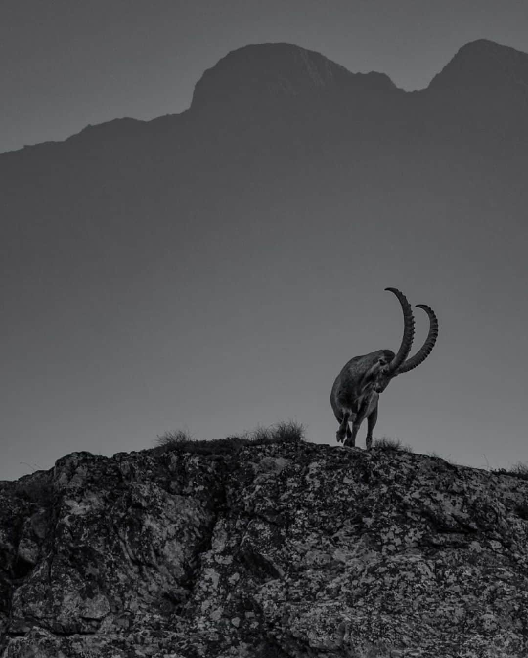 Keith Ladzinskiのインスタグラム：「An alpine ibex, walking along a ridge like high above Chamonix, France in this in-camera double exposure. These regal animals have a tough history, and were nearly hunted to extinction. By the early 1800s, less than 100   remained, all located in a small population along the Italian Gran Paradiso mountain massif, owned by King Vittorio Emmanuele II on his royal hunting reserve. It was only through the efforts of 3 conservationists, 2 from Switzerland and one from Italy, that trespassed onto the land and smuggled out one Ibex each, that an exhaustive rehabilitation program was able to begin. Today, the species is listed as Least Concerned thanks to this effort. / for @natgeotravel 2018」