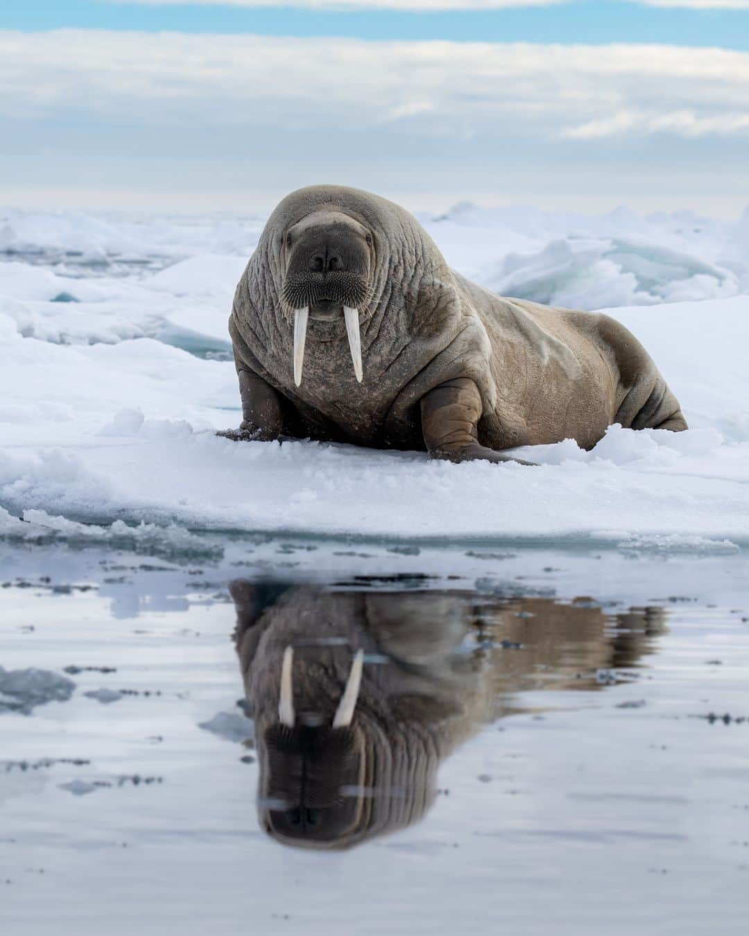 Explore Canadaのインスタグラム：「Watcha’ looking at?   Did you know? In the ocean, walrus are graceful and powerful swimmers but on ice or land they can appear quite clumsy and disorganized. On ice, they love to hunt for food or roll around trying to find the best place to tan.   @Arctickingdomexpeditions and @Goblackfeather are operators who provide tours to see these animals and more for yourself.   📷: @albert.m.photo 📍: Nunavut @destinationnunavut   #ExploreCanada #SpiritoftheArctic  Photo description:  A walrus lying on sea ice stares into the camera, its reflection seen on melted ice. Blue and white clouds paint the sky.」