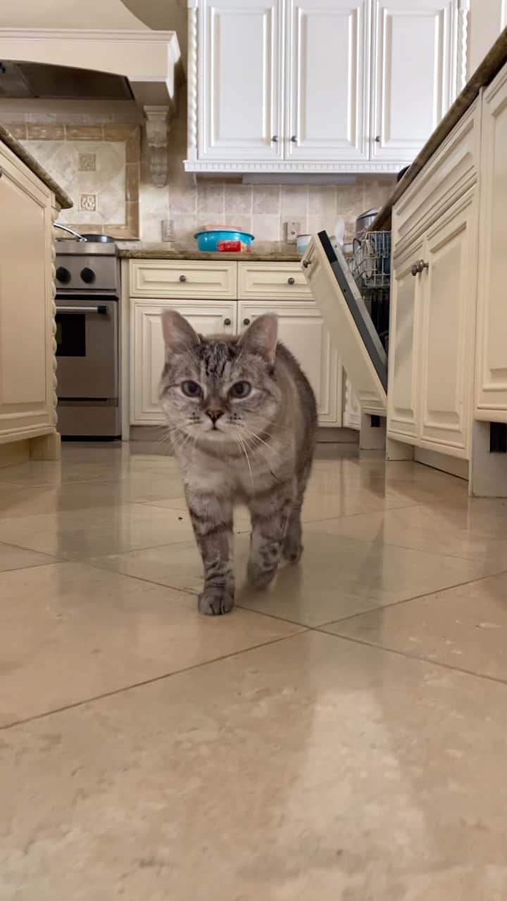 のインスタグラム：「Health Update ❤️‍🩹 Our cutie pie cupcake is feeling so much better today! Her energy is slowly returning, big appetite, extra cuddly, and she’s following me around the house again. Thank you all so much for being there for us when we needed your love and support the most. WE LOVE YOU!   #cats #cat #love #catsofinstagram #nala #nalacat」